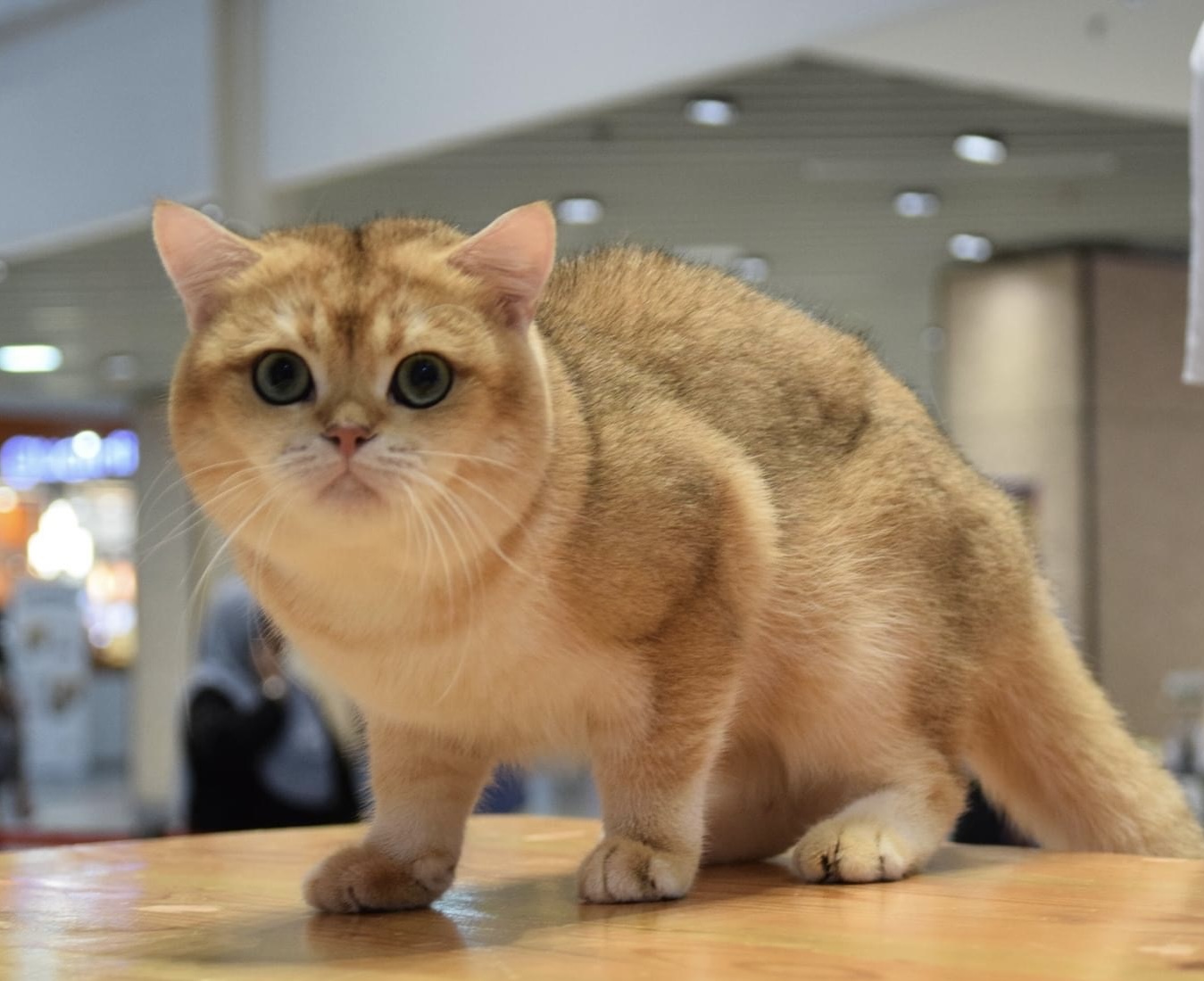 Yun Fluffy Cottage My Abhey