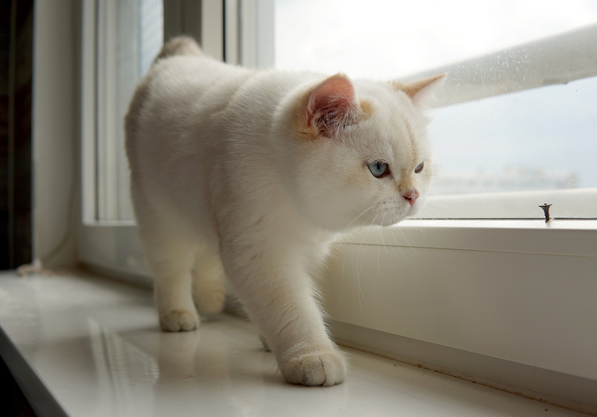 Bando Fantasy Avalon