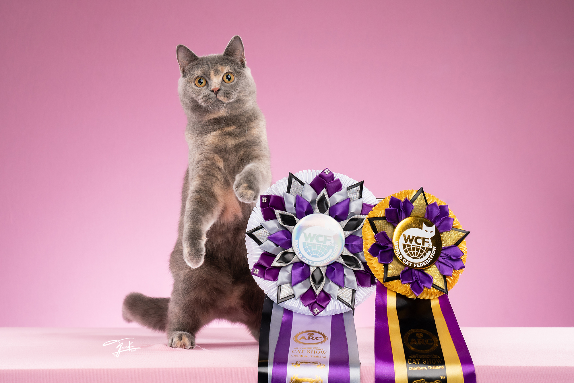 JCH. Breed Aajarn Waung Beenett