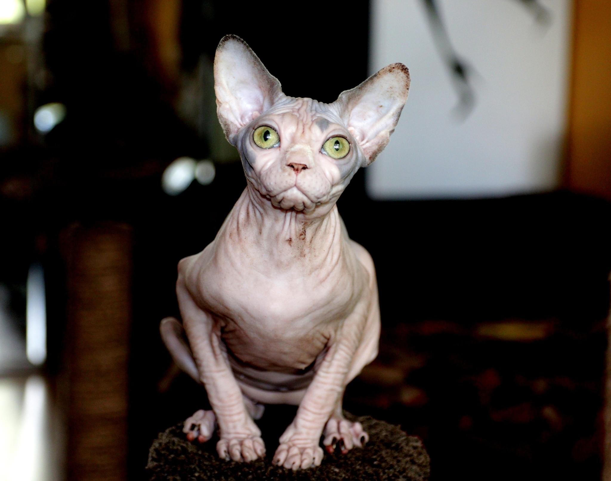 CH. Baby GlamBert Michelle