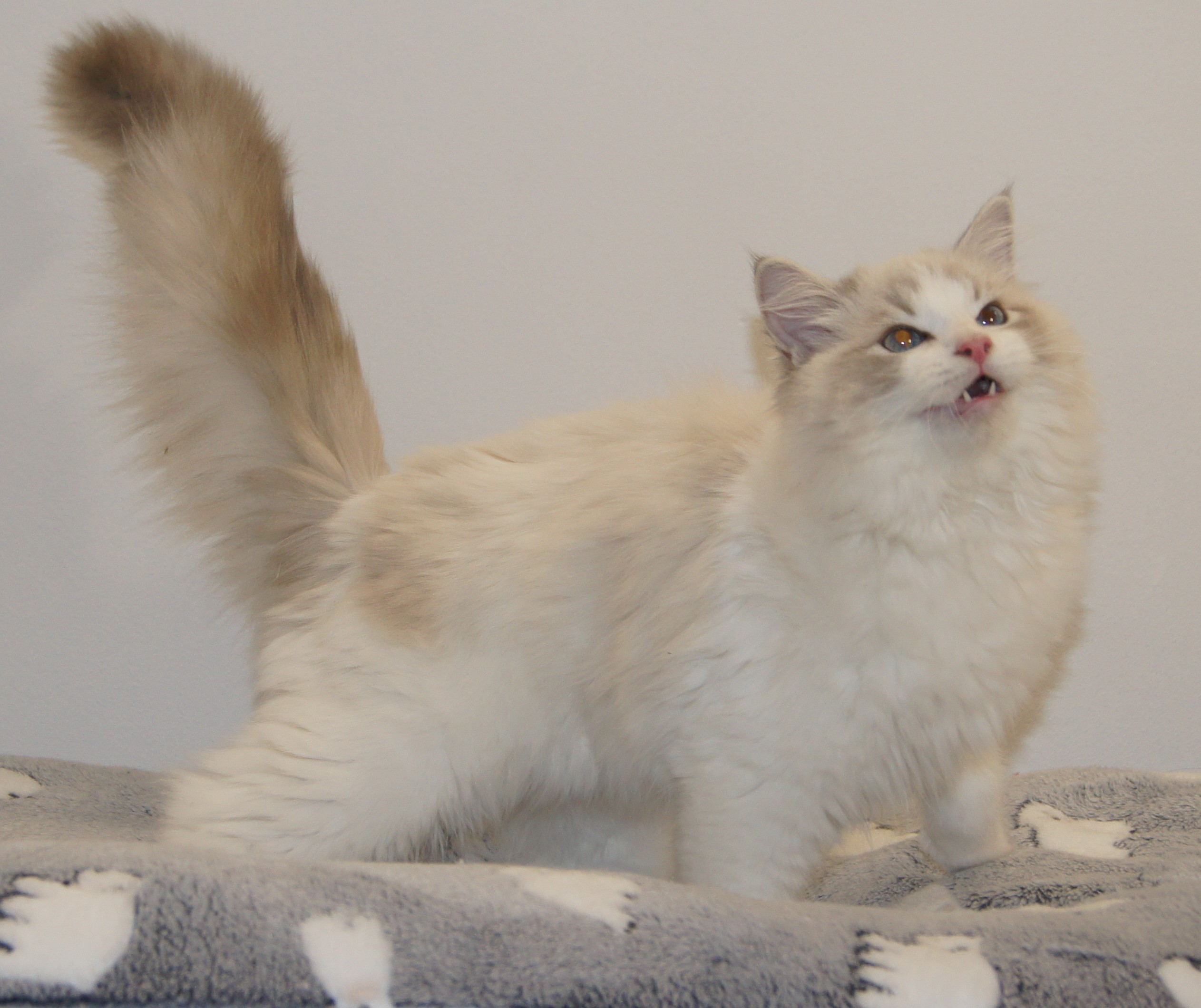 Bills de Olloqui-Neko