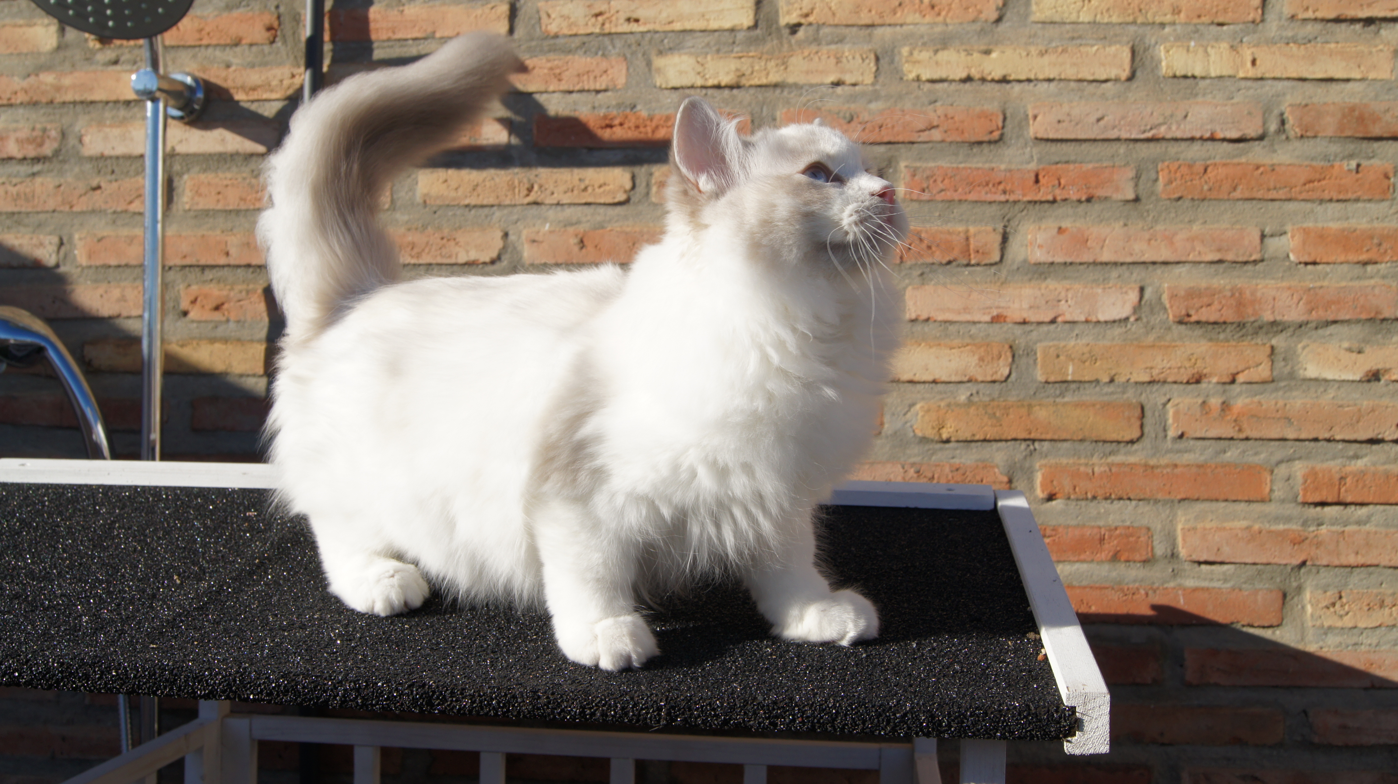 Baloo de Olloqui-Neko