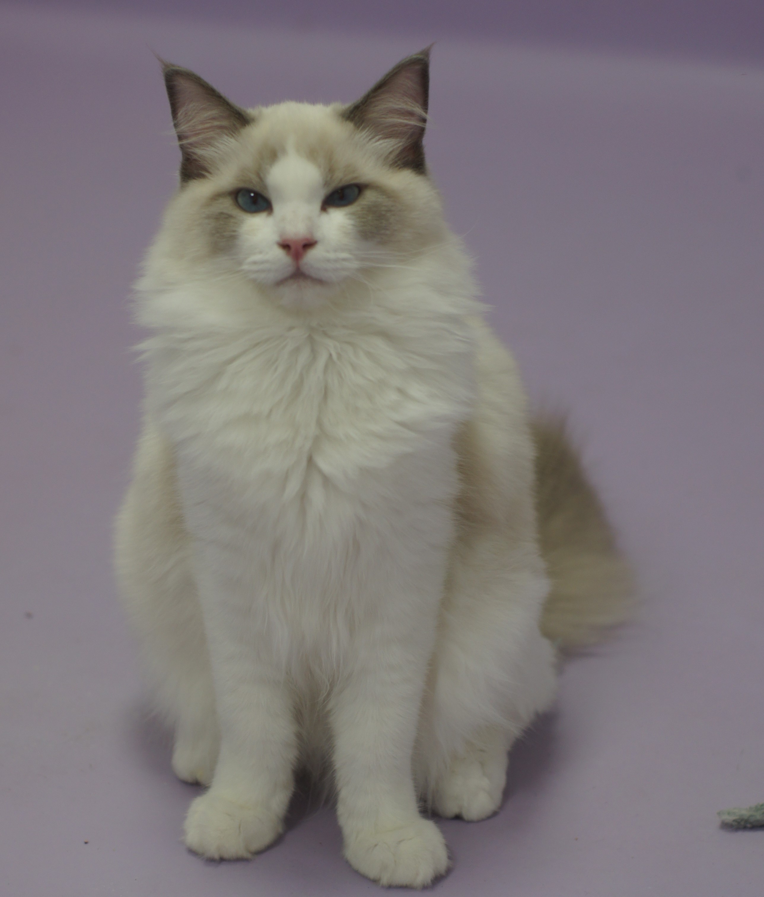 Brooklynn de Olloqui-Neko