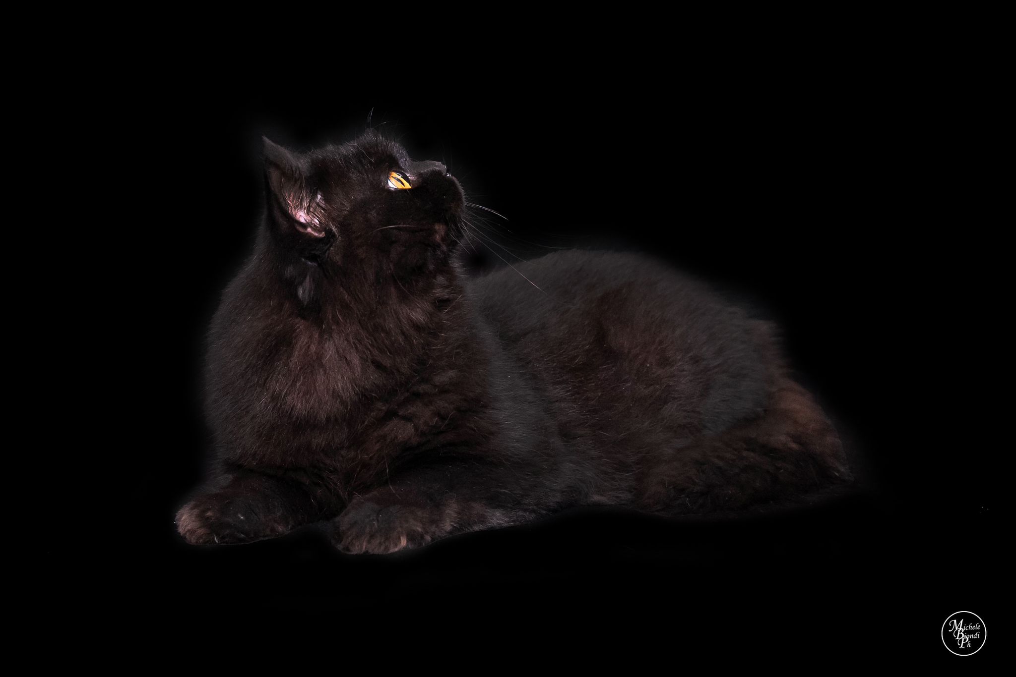 CH. Vova Criative Diamonds de Il Tempio di Bastet