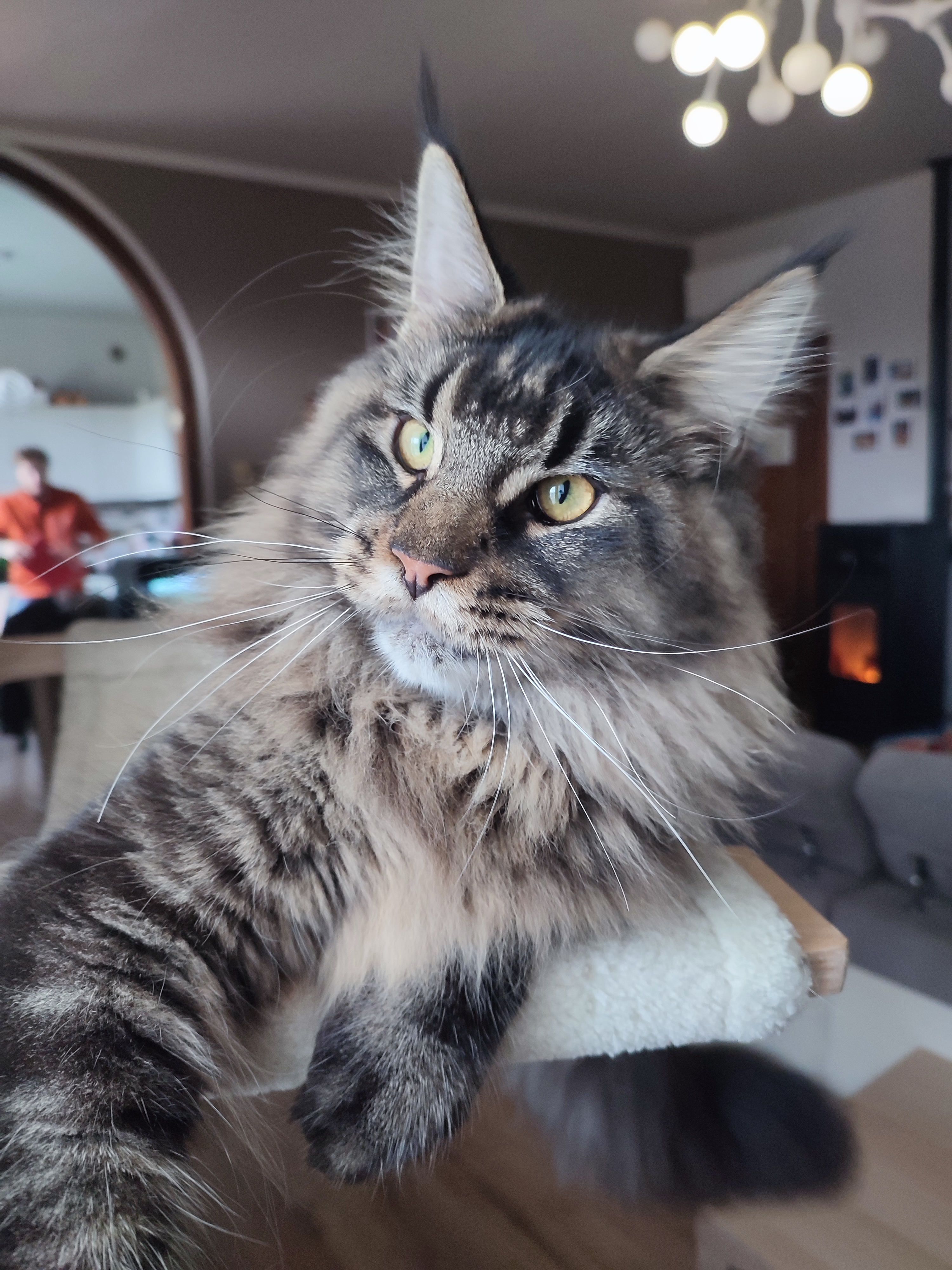 I Guardiani Dei Sogni Ava