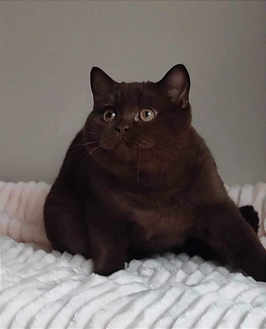 Melissa Gentle Harmony