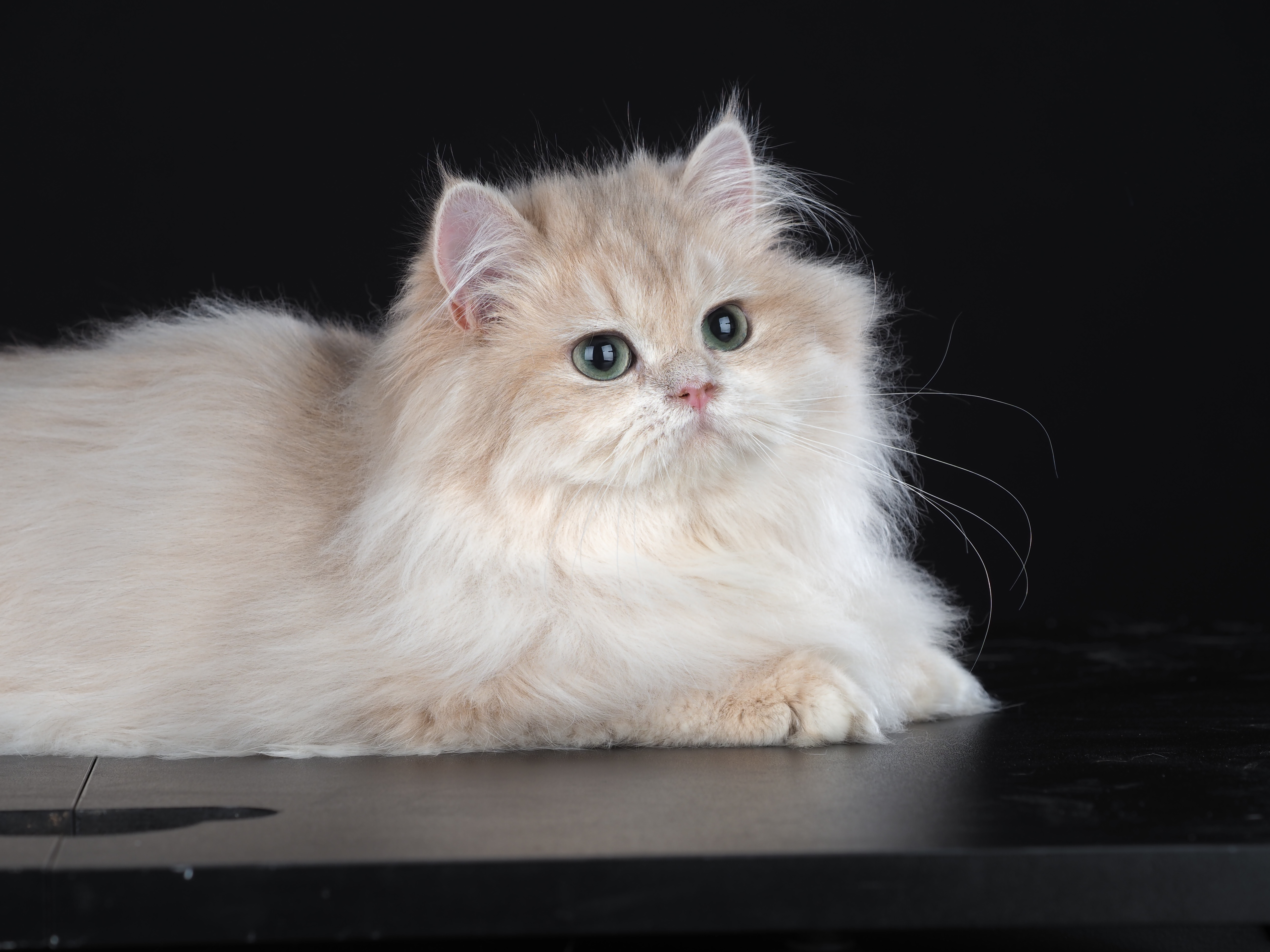 Vanessa Olimpique Goldens