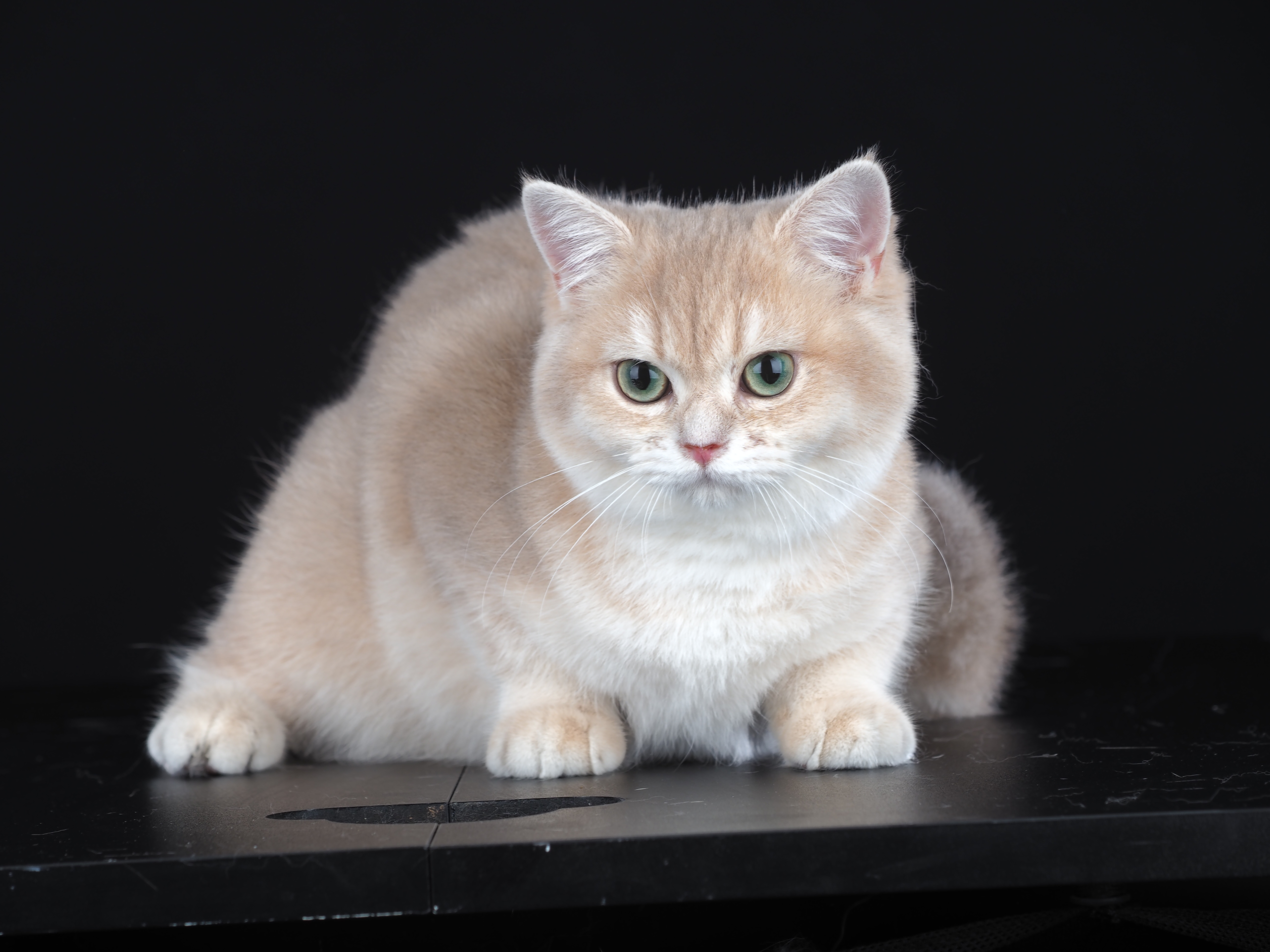 Zahara Olimpique Goldens