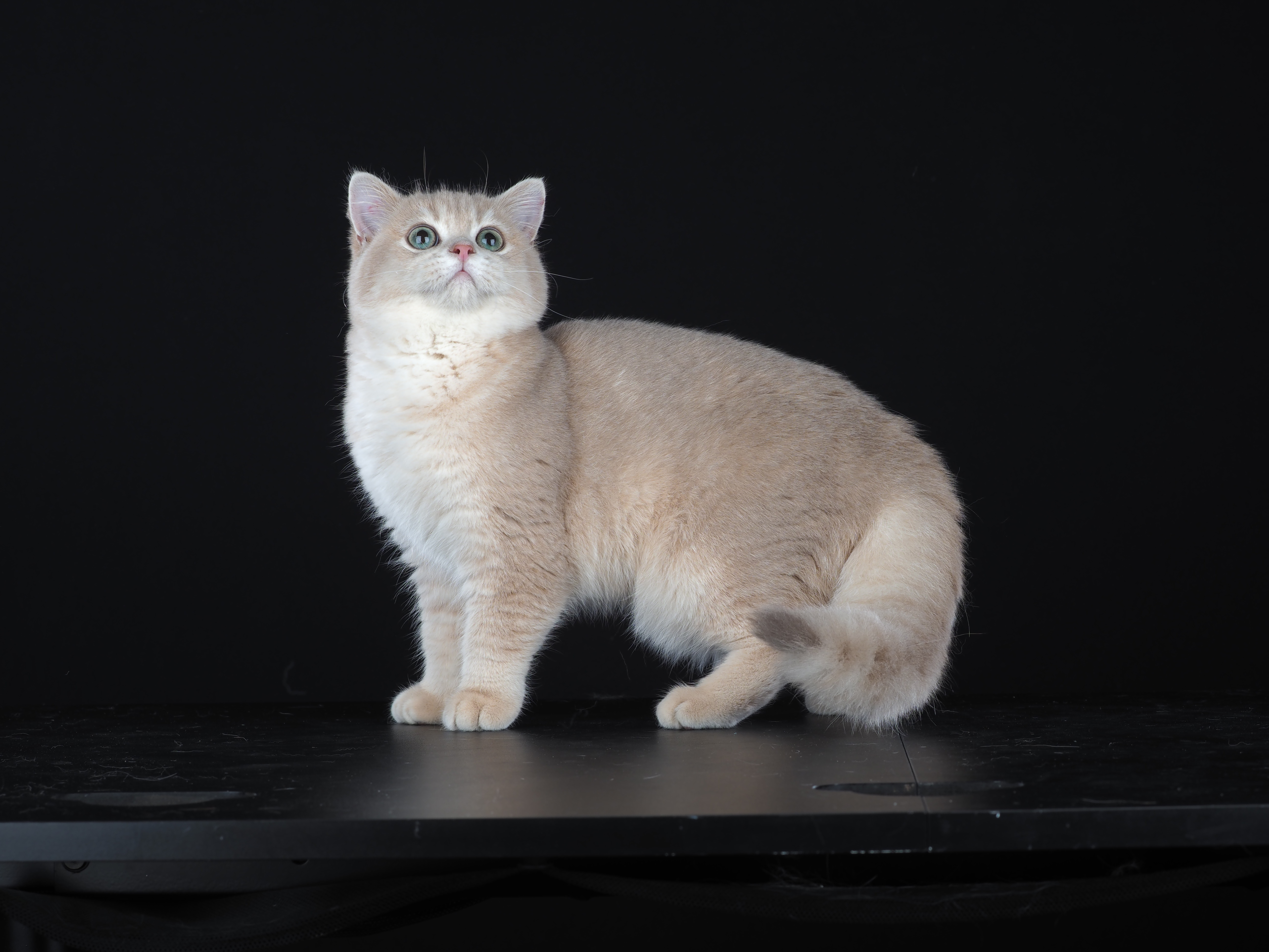 Zephyr Olimpique Goldens