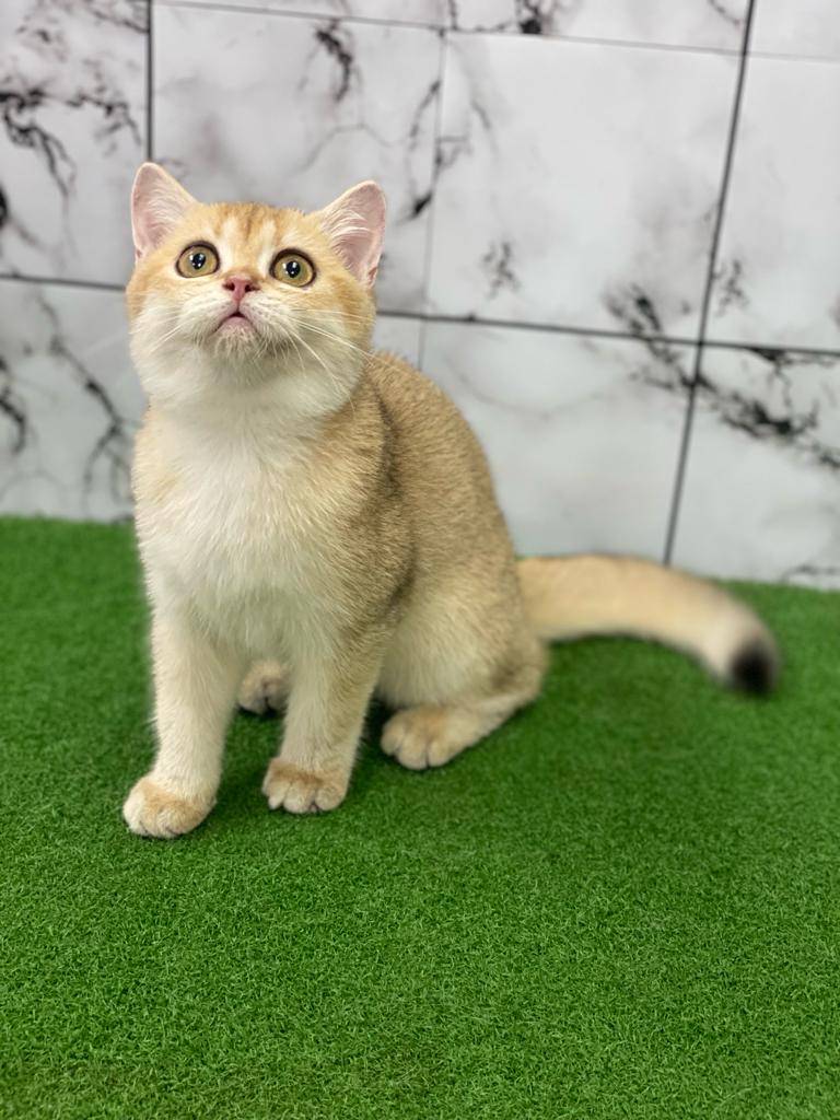 KCH. MBH BOBO Vanessa