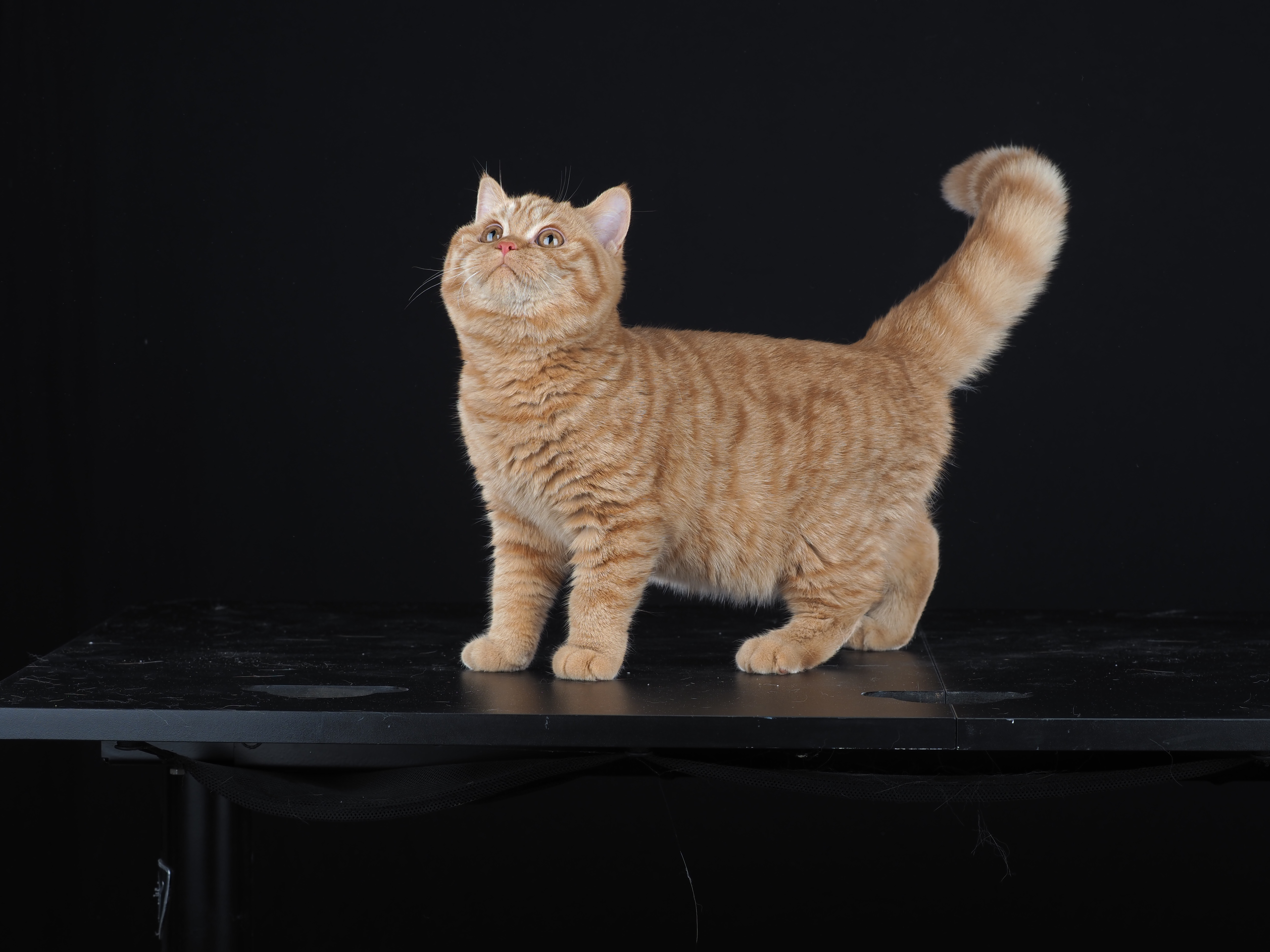 Eloise Infinity Green