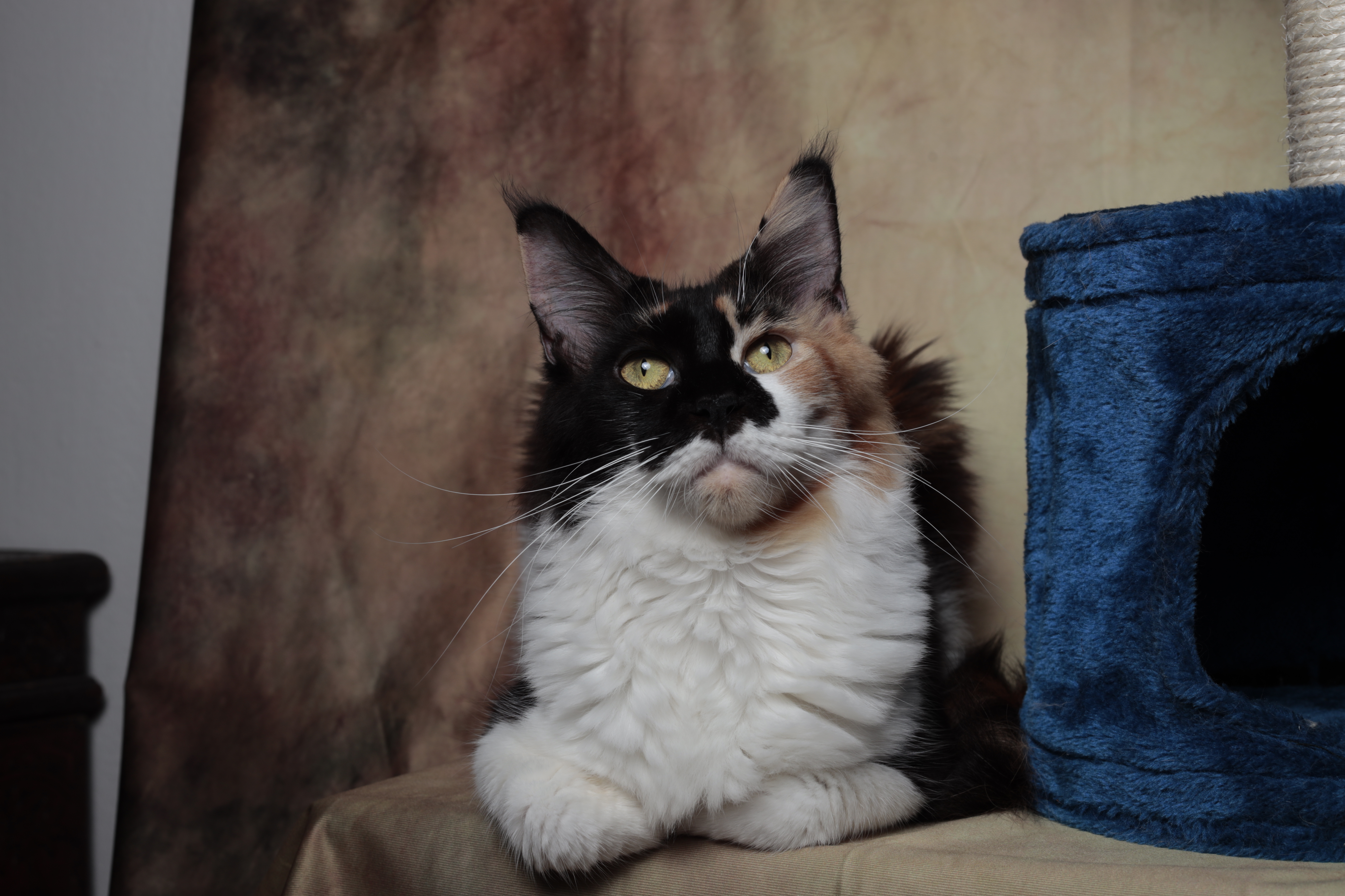 CH. KEIRA MIDNIGHT MUSAINEGATTOON