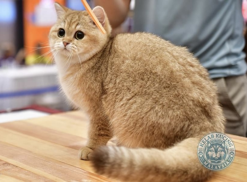 JCH. Golden Clans Isabell