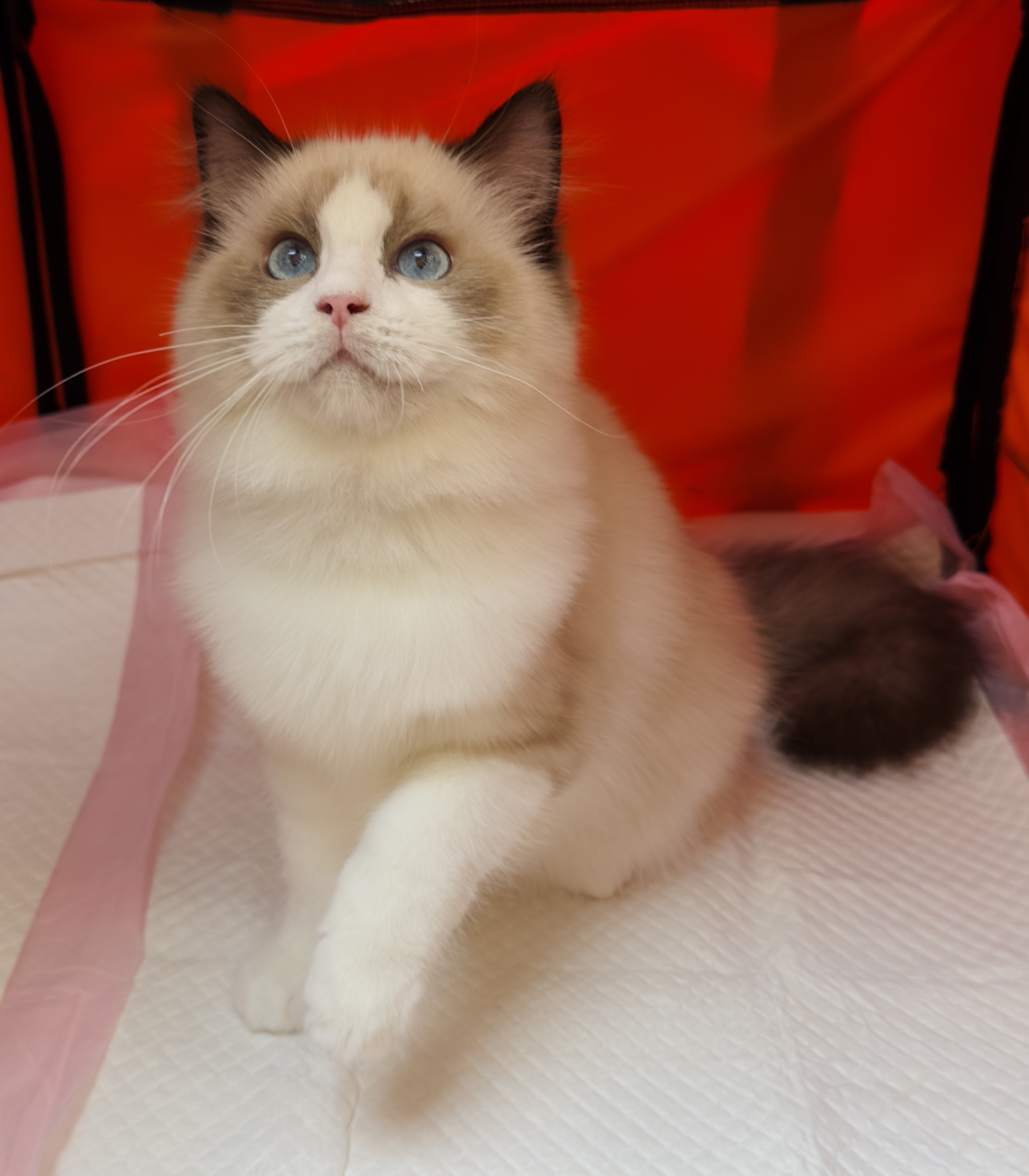 KCH. CAREBEAR DOLLS DAFI