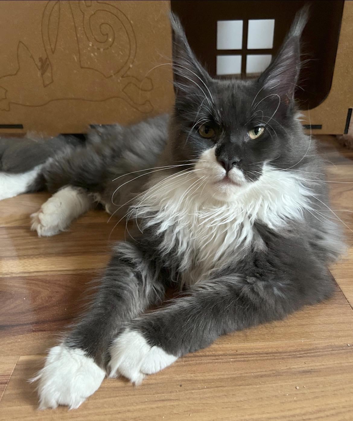 JCH. Royal Coon's Ozzy