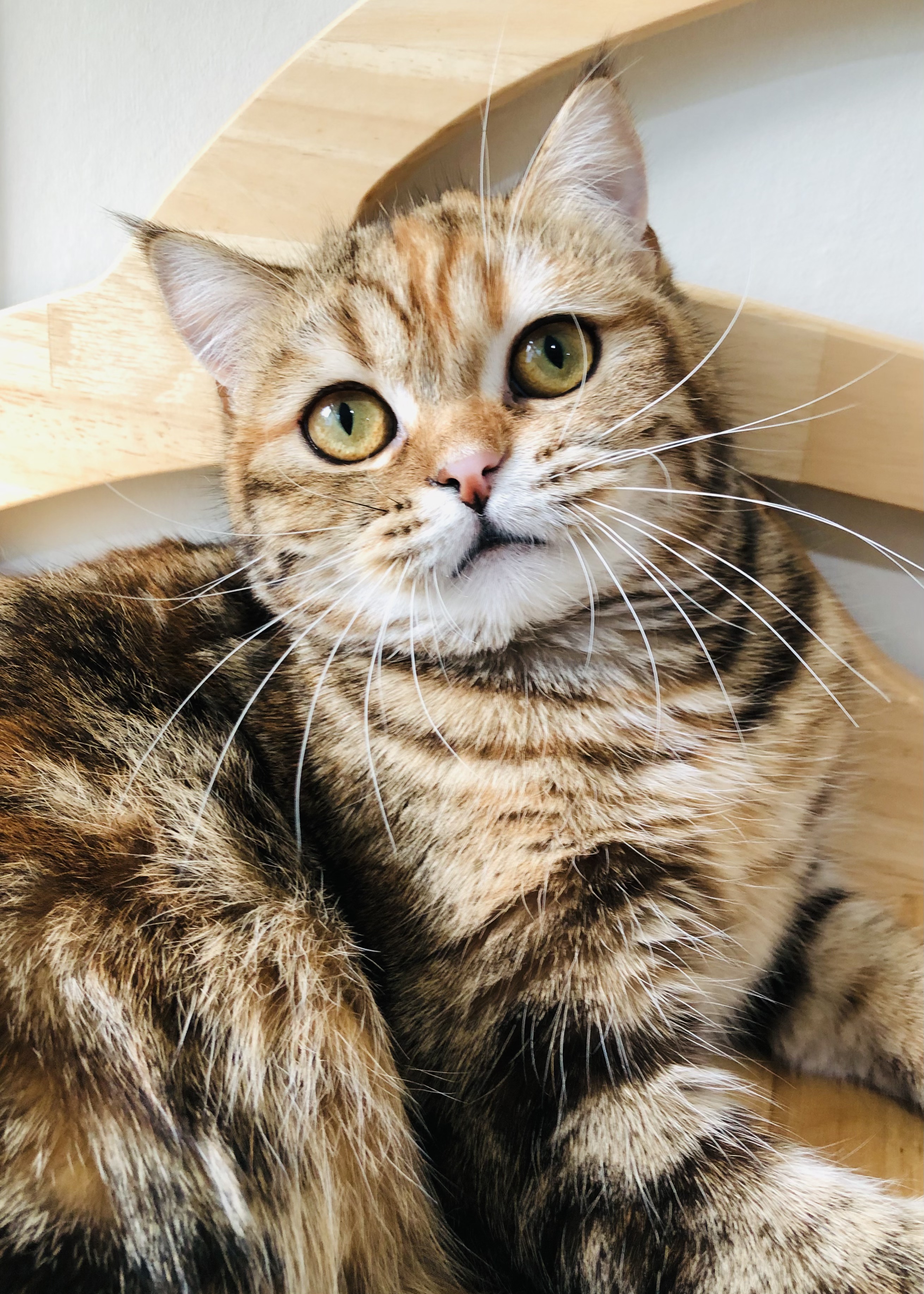 MonkeySha's Iza Pizza