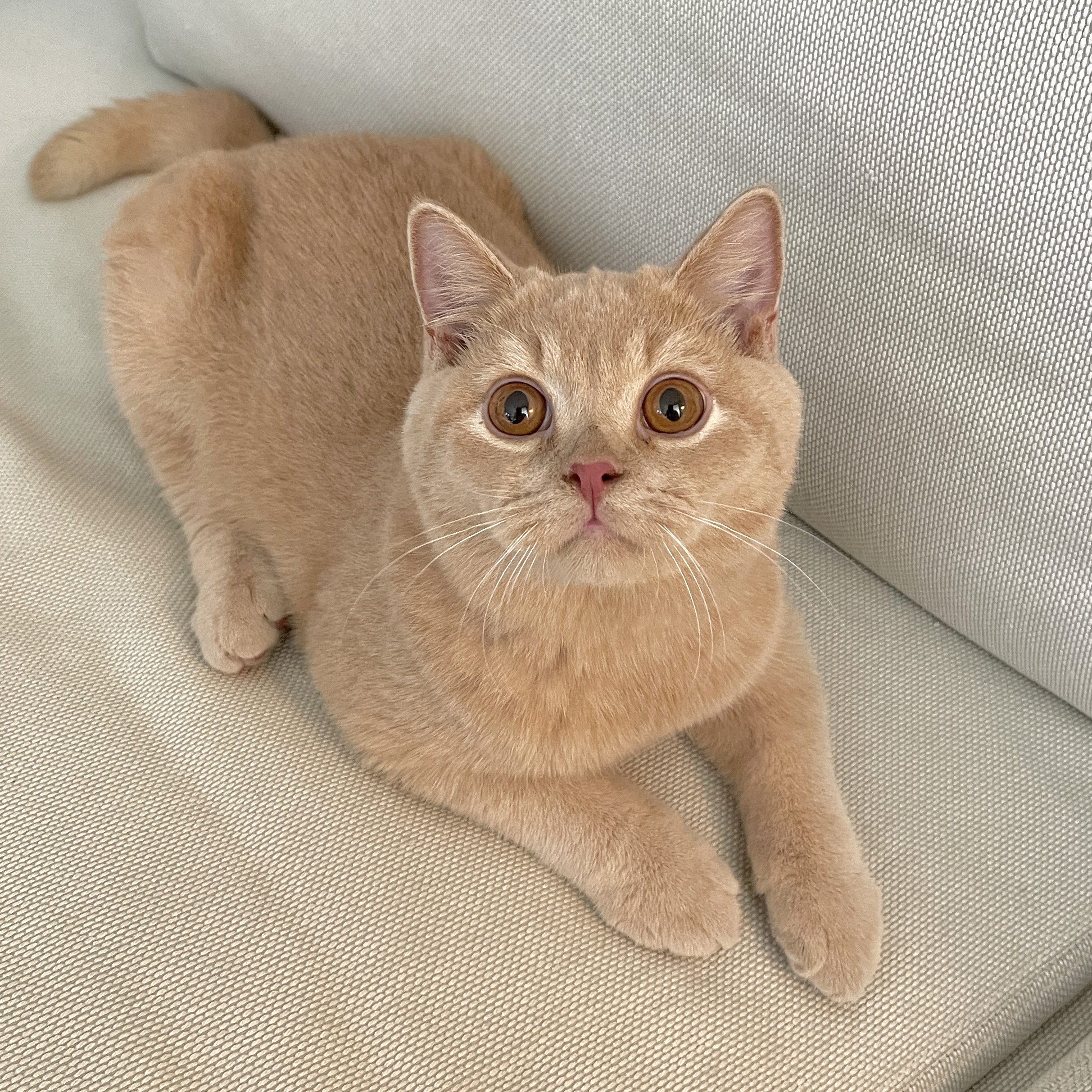 Babebeloved ishimaru