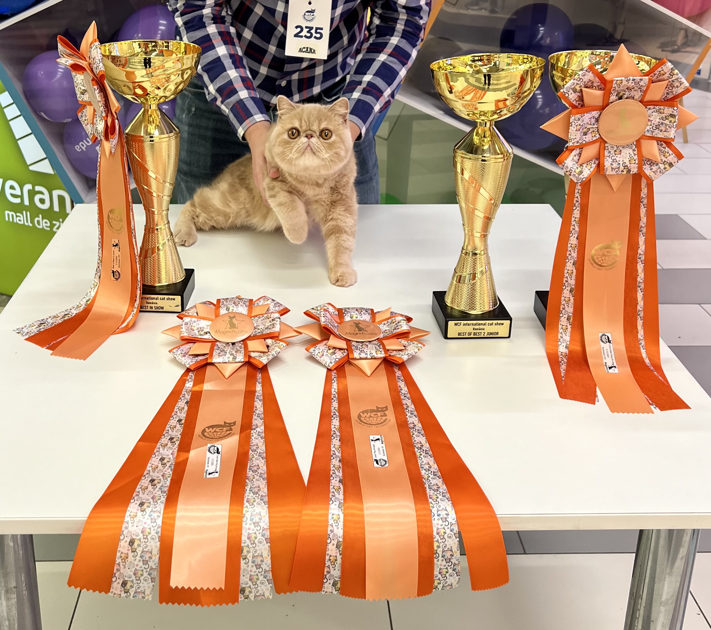 JCH. RO* FLAVIUS’ CATS INFERNO