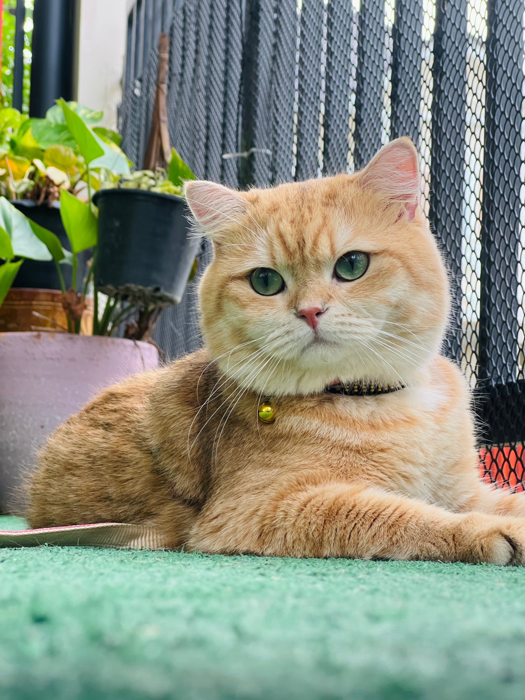 Dream Catcher Farm Coupe