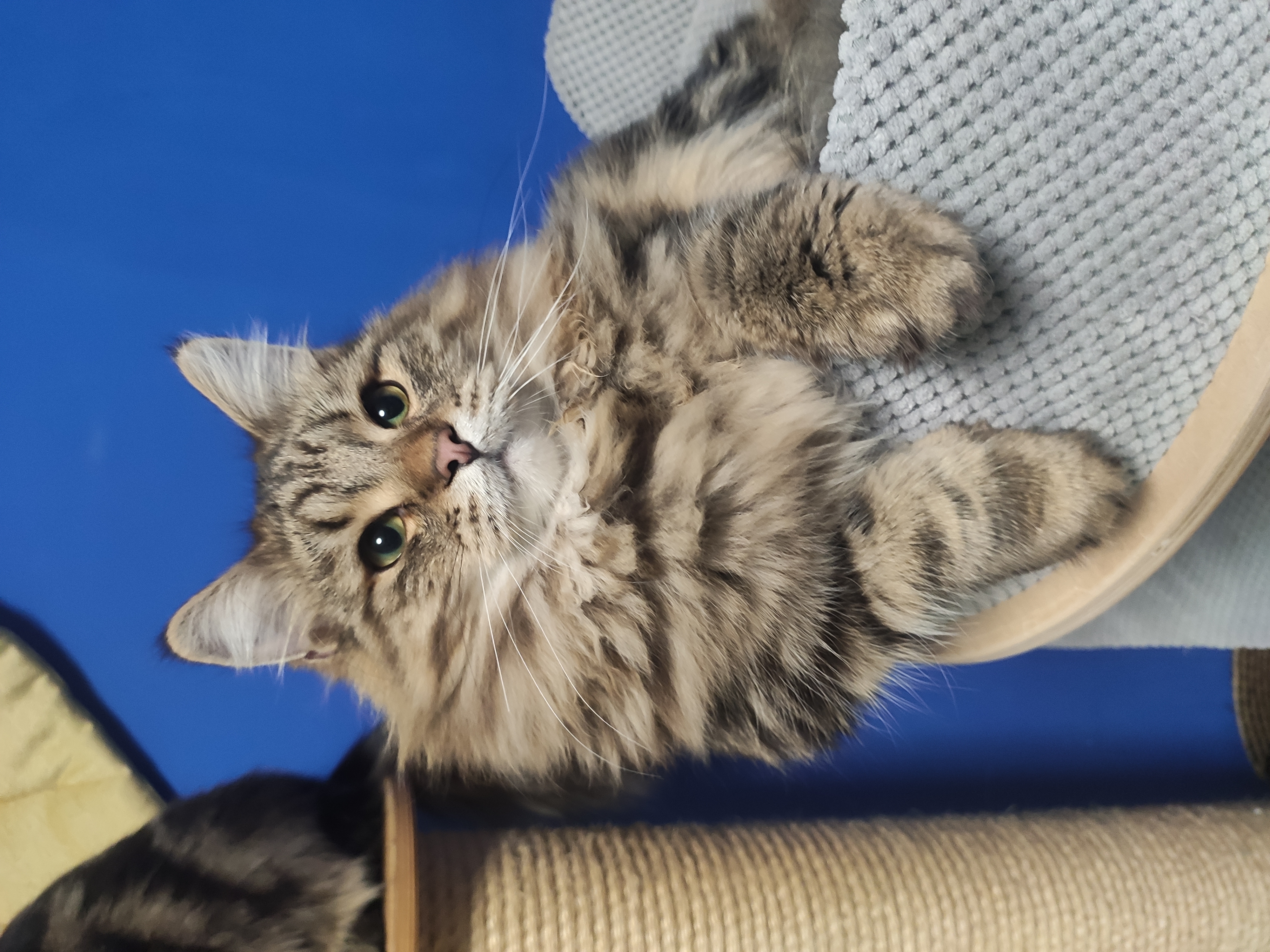 JCH. Officer Sibersineva*PL