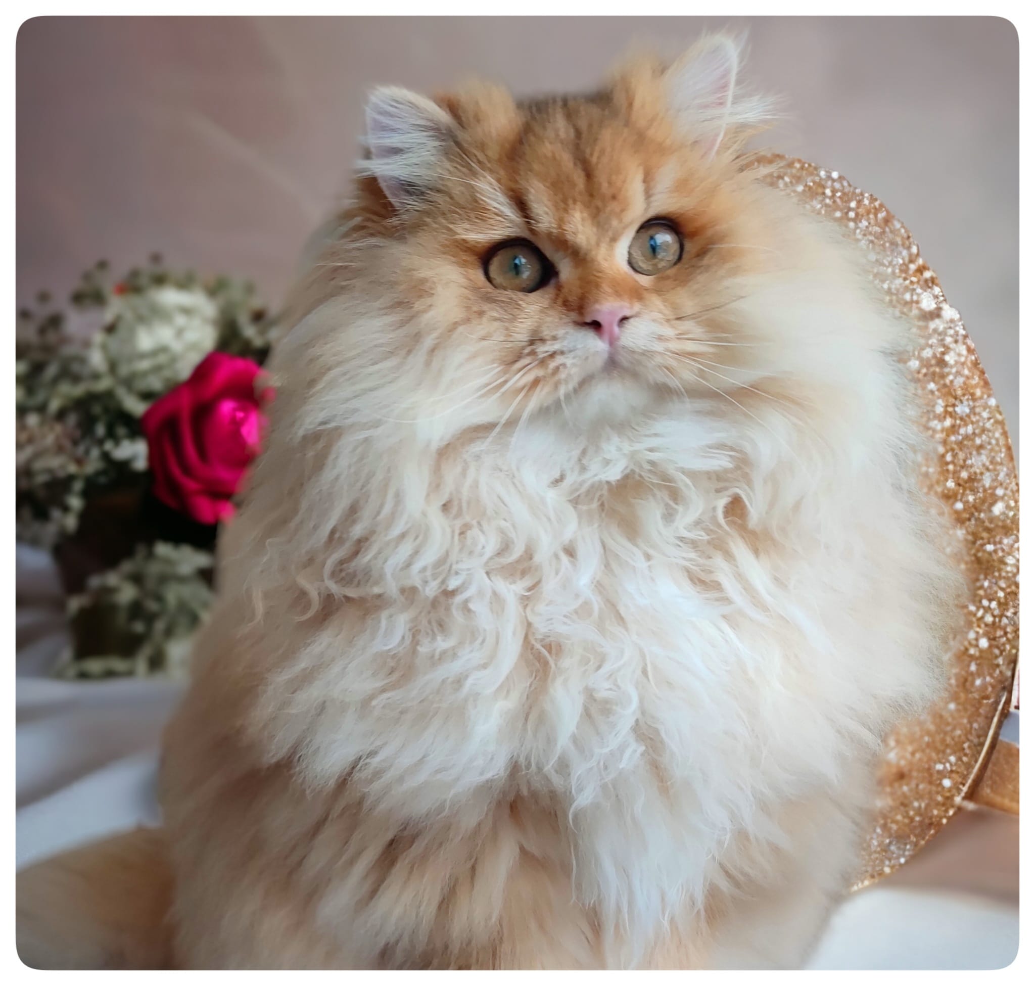 KCH. Magie de Lame Hermes