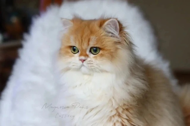 CH. Strawberry.Cats Apple