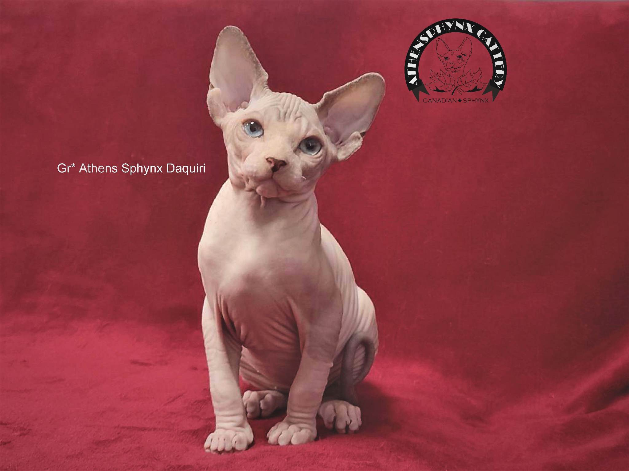 ATHENS SPHYNX DAQUIRI