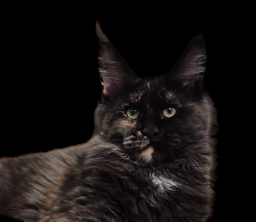 JCH. Jadis von Rammyhaus