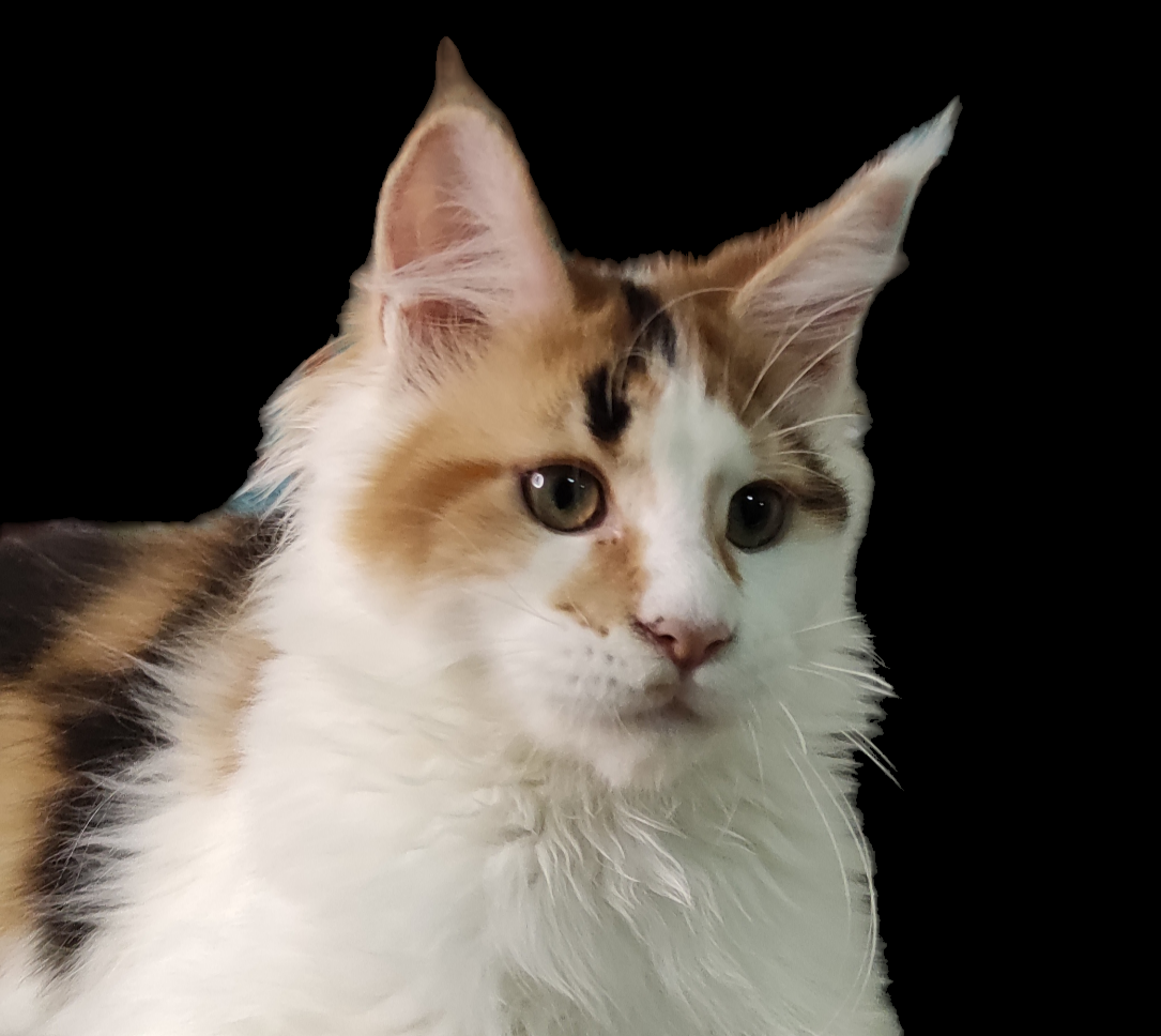 JCH. Jully von Rammyhaus