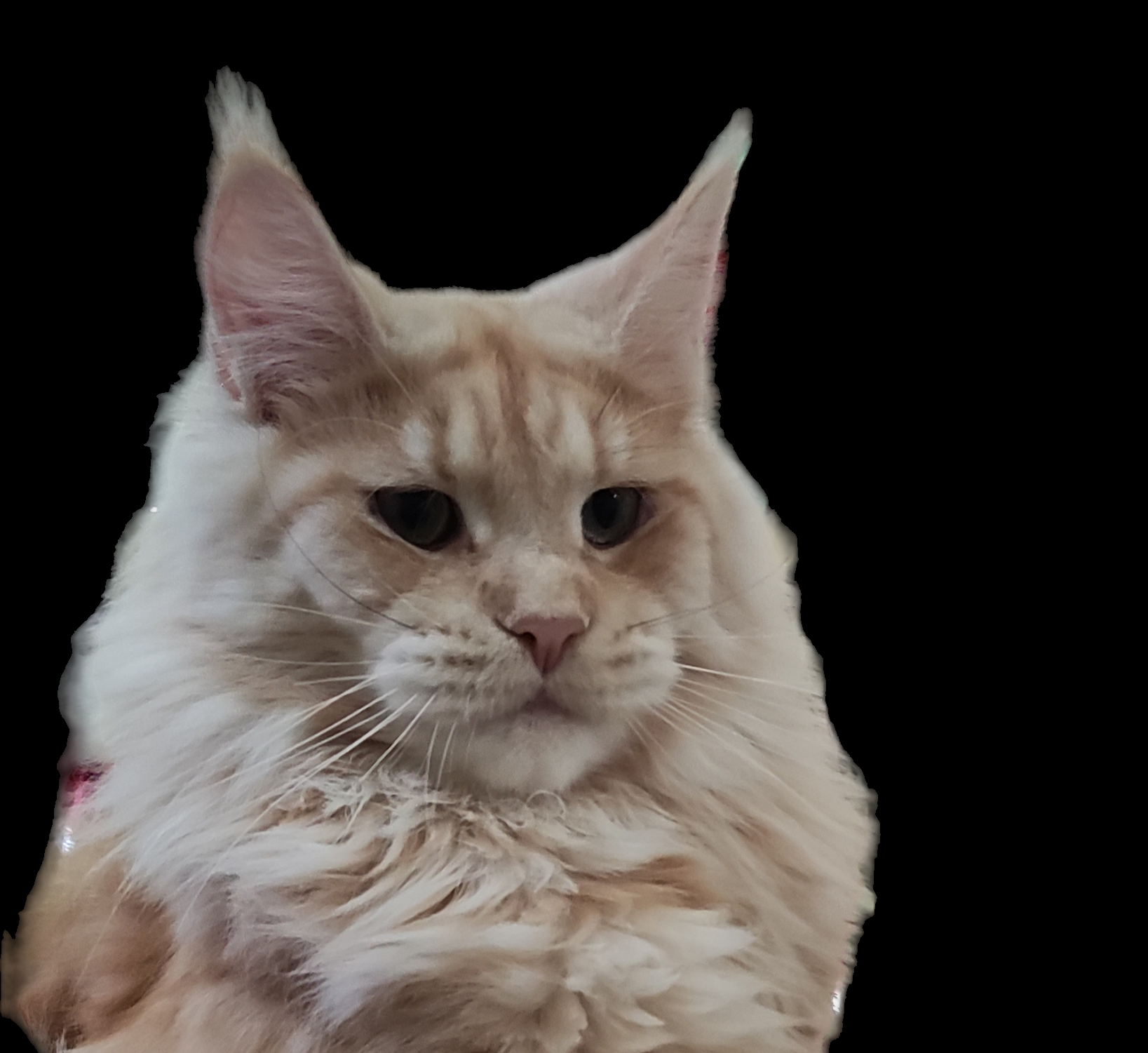 Dew Koh I Noor Diamonds