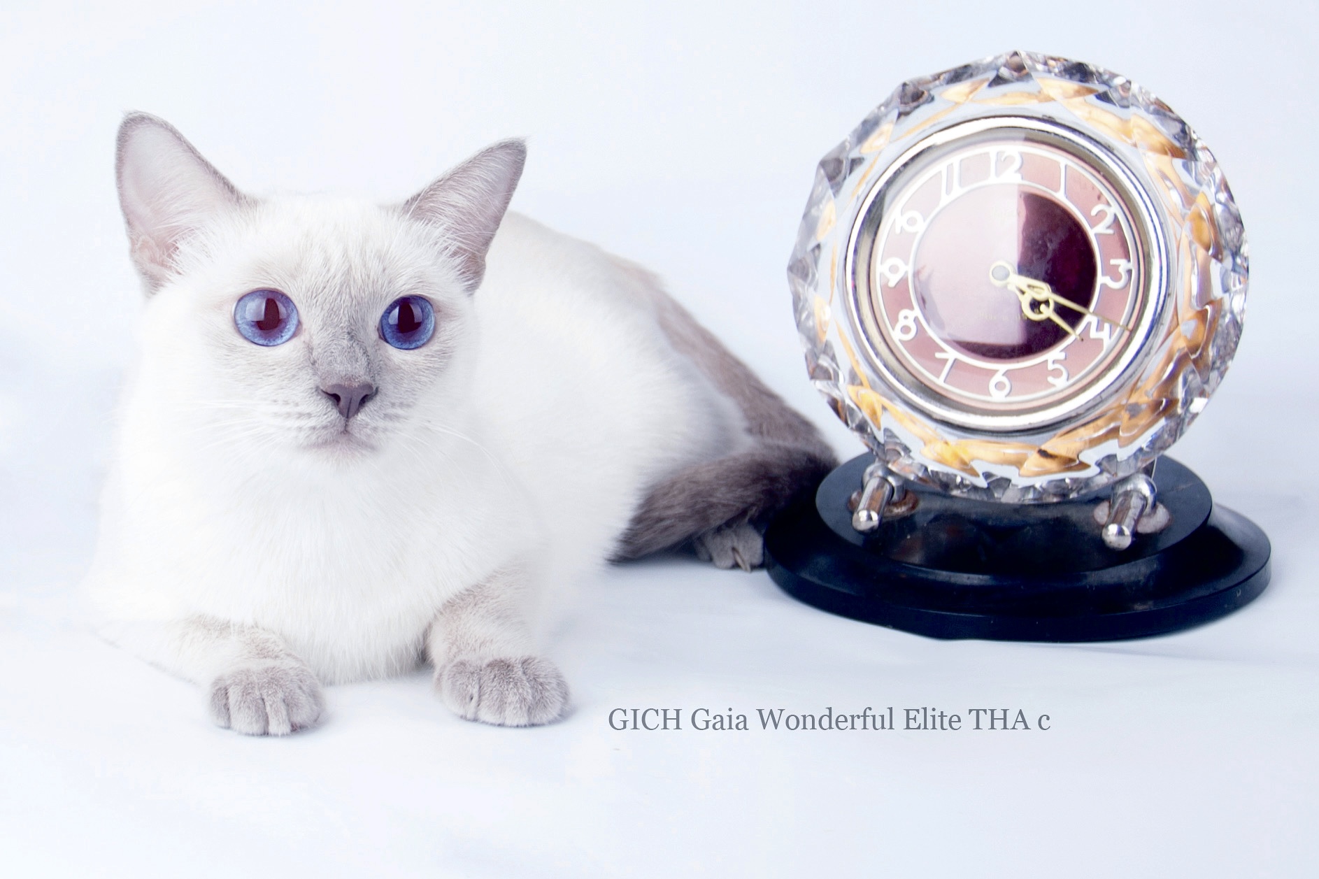 WCH. Gaia Wonderful Elite