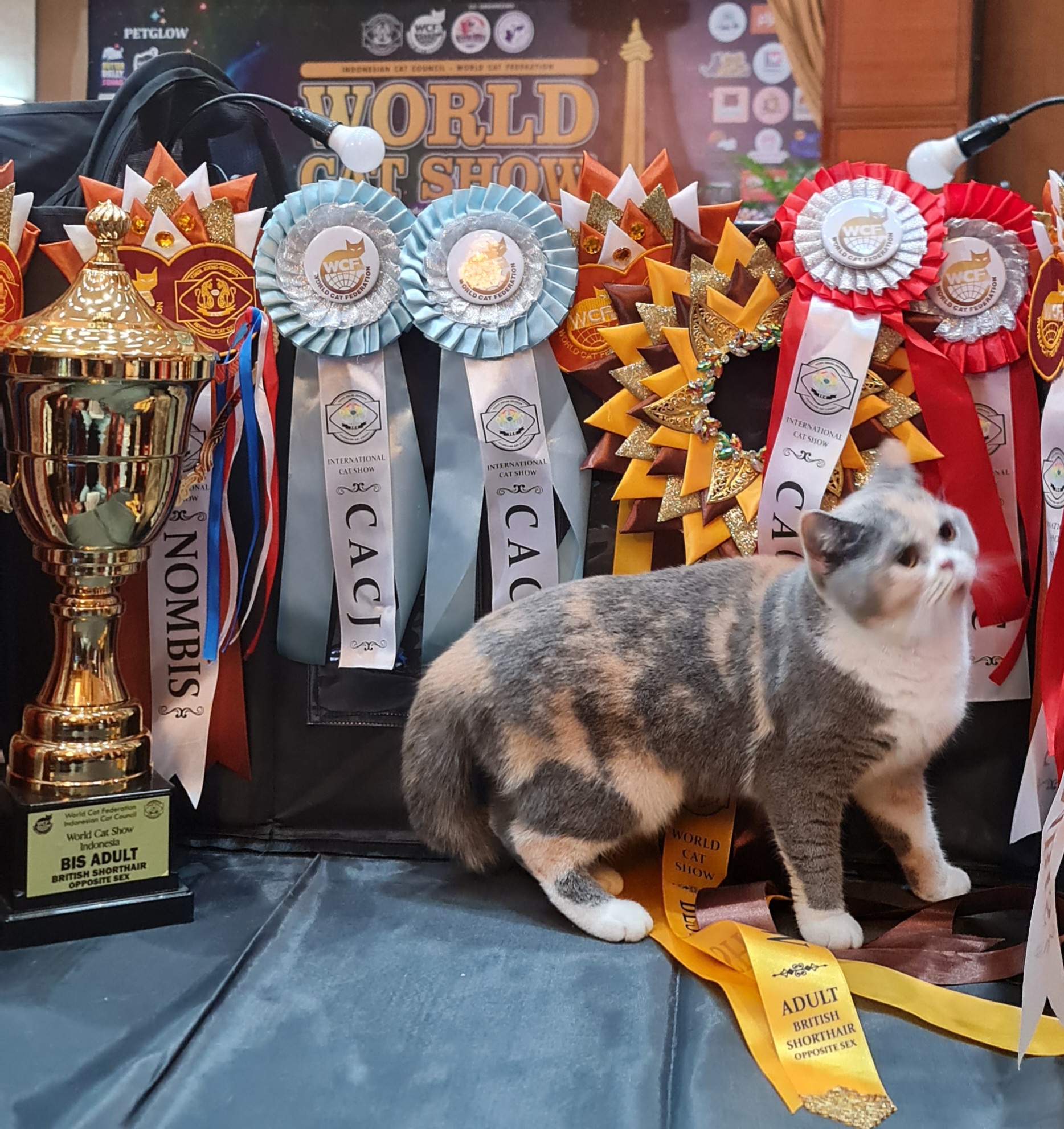 Eightyone Rosemarry Gerbera