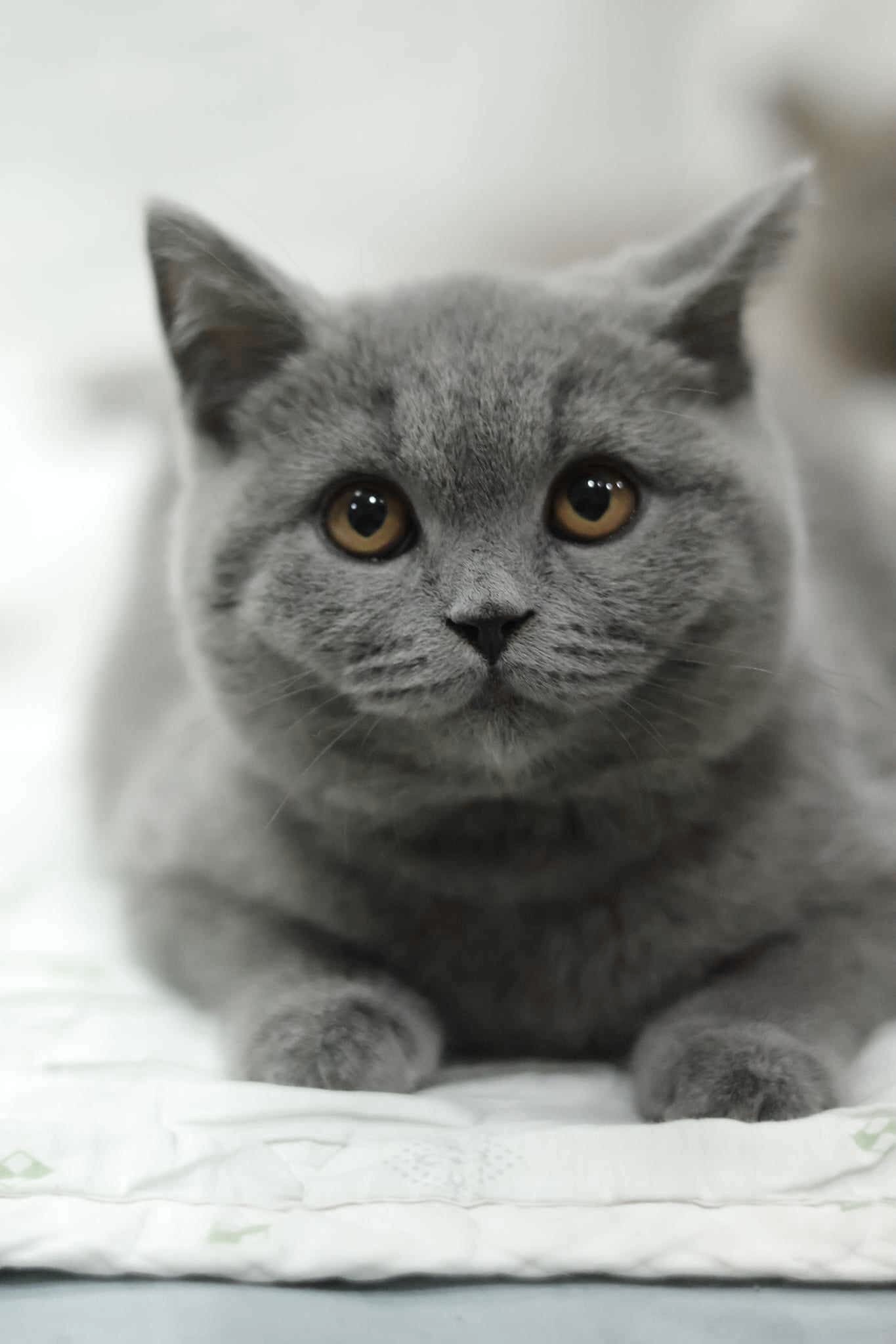 JCH. Bunny Crispy Canape