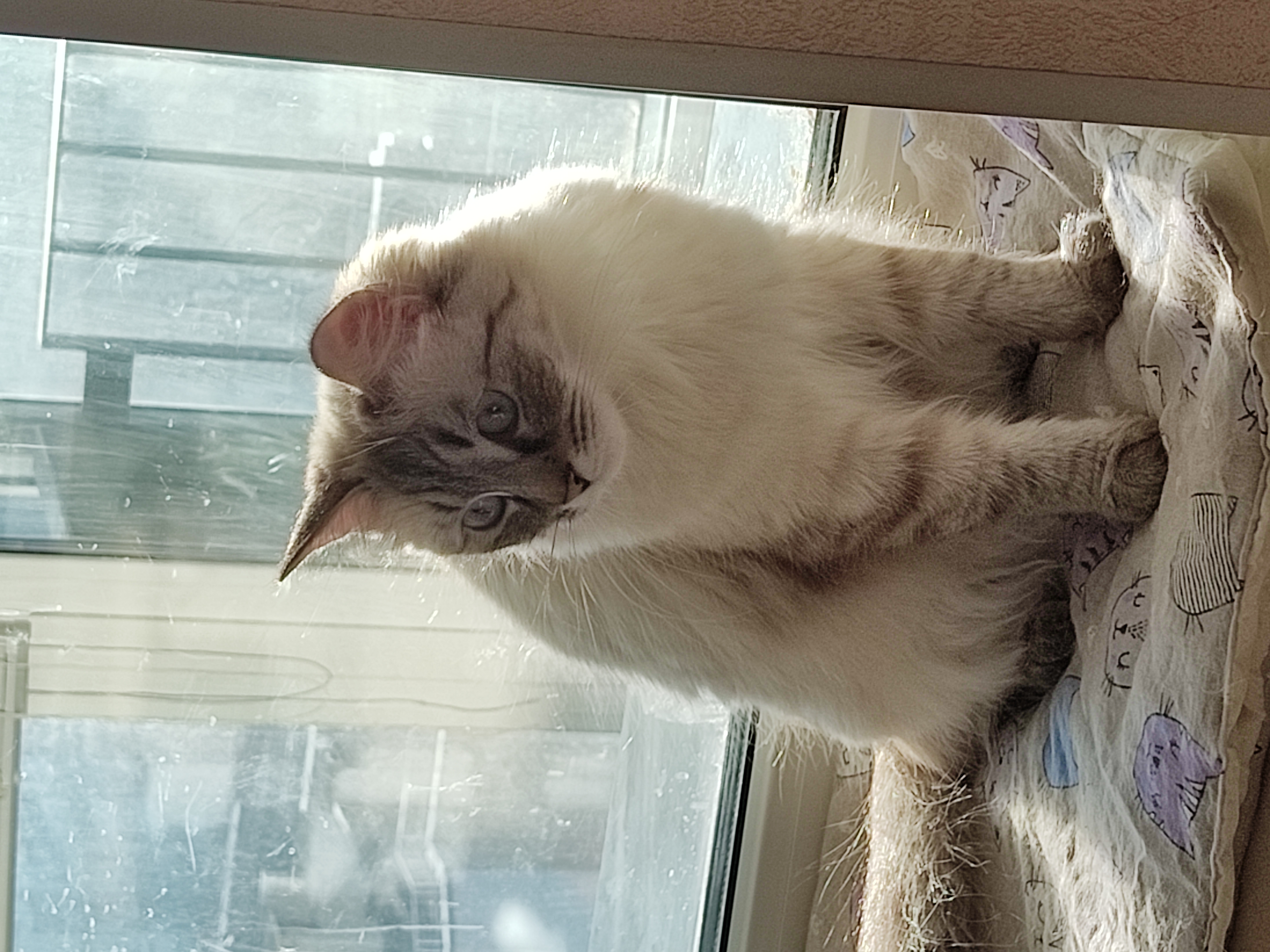 CH. Elite Party Vesta Gabriella