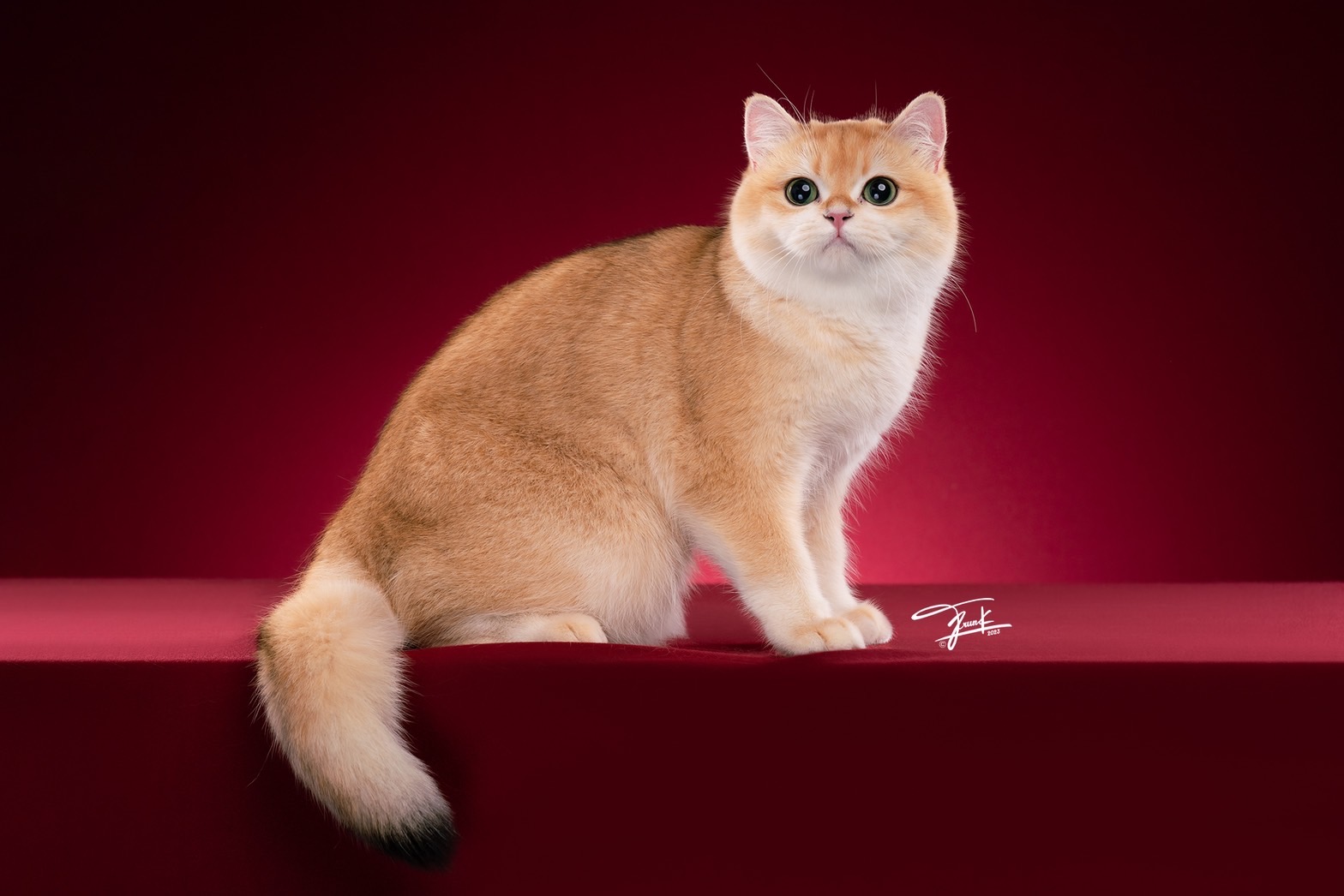 CH. Queen Lu BriGolden-Prince