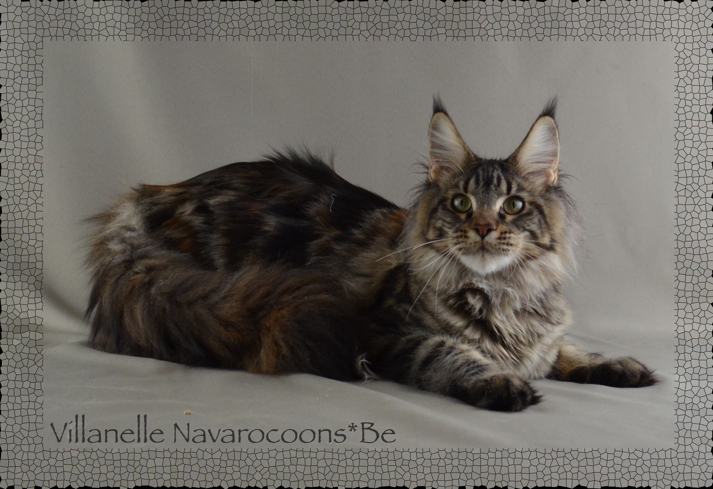 GICH. Villanelle Navarocoons*be