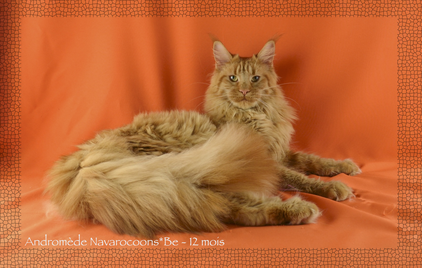 CH. Andromède Navarocoons*be