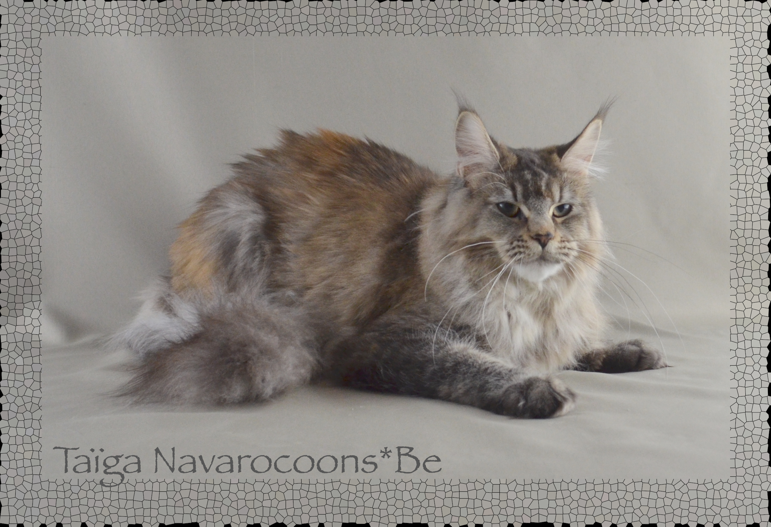 GICH. Taïga Navarocoons*Be