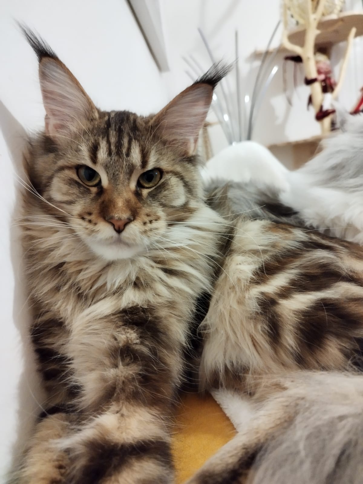 Clio Dolci Fusa