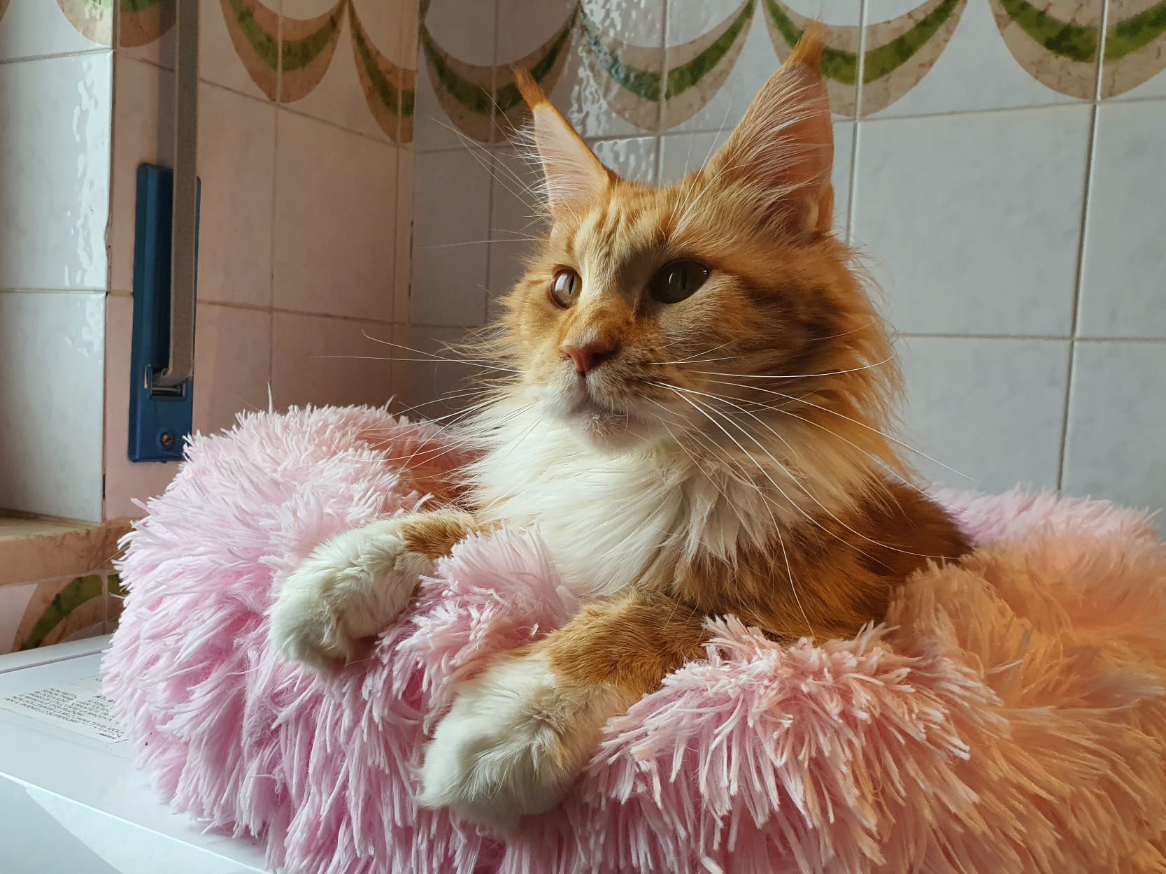 CH. Isabel Piccole Grandi Impronte of Dolci Fusa