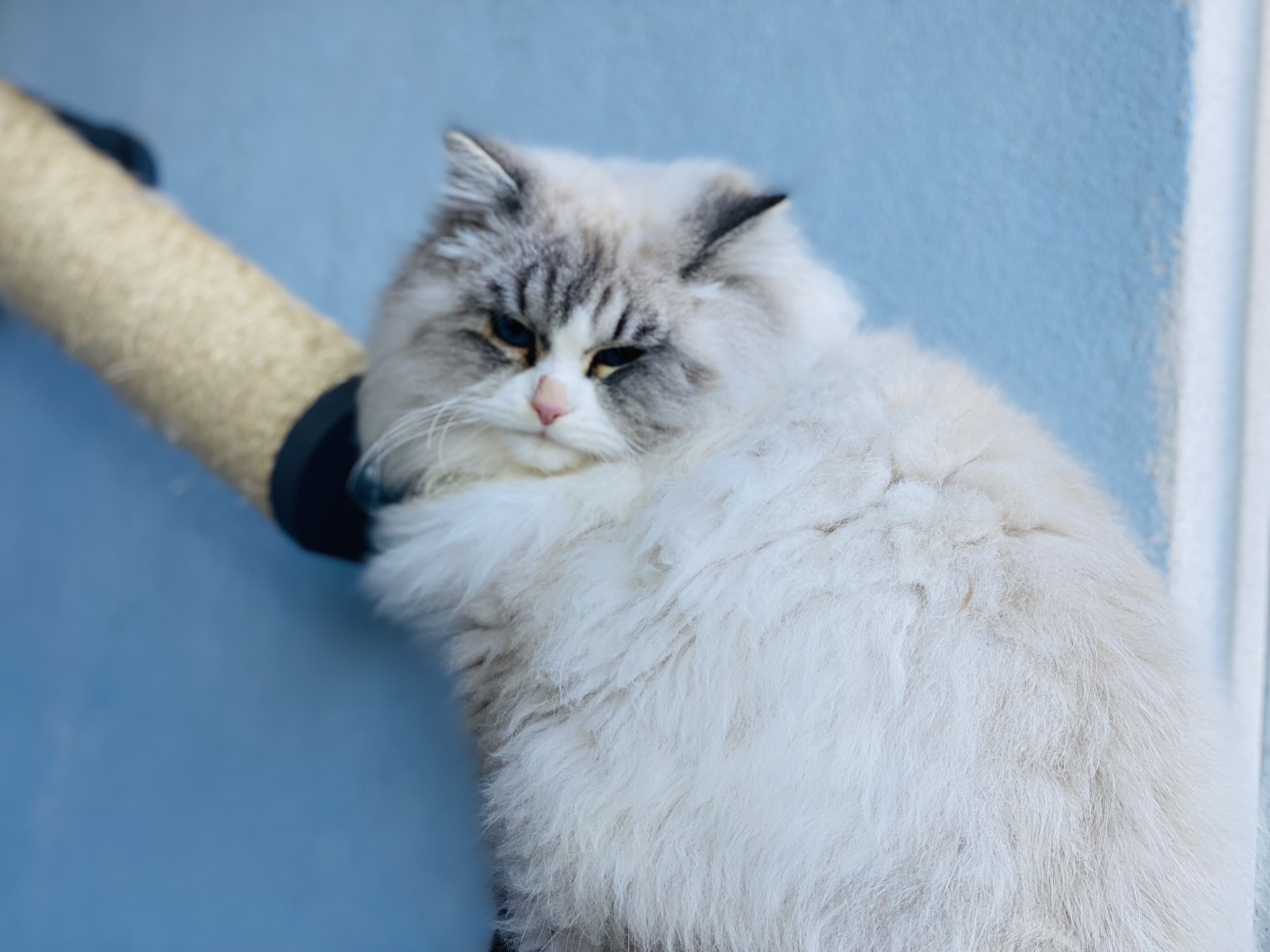 cat image