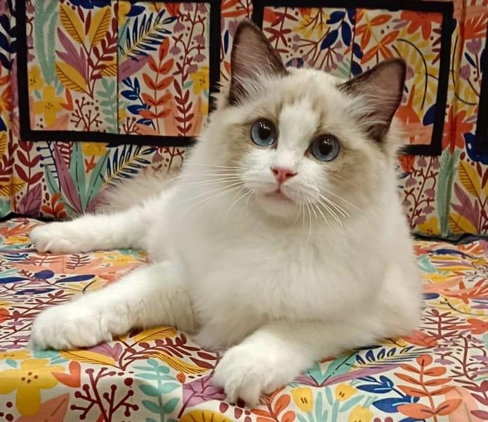 KCH. Master Coral Jubilee Kitten. KCH. BW'23. Permata Dante