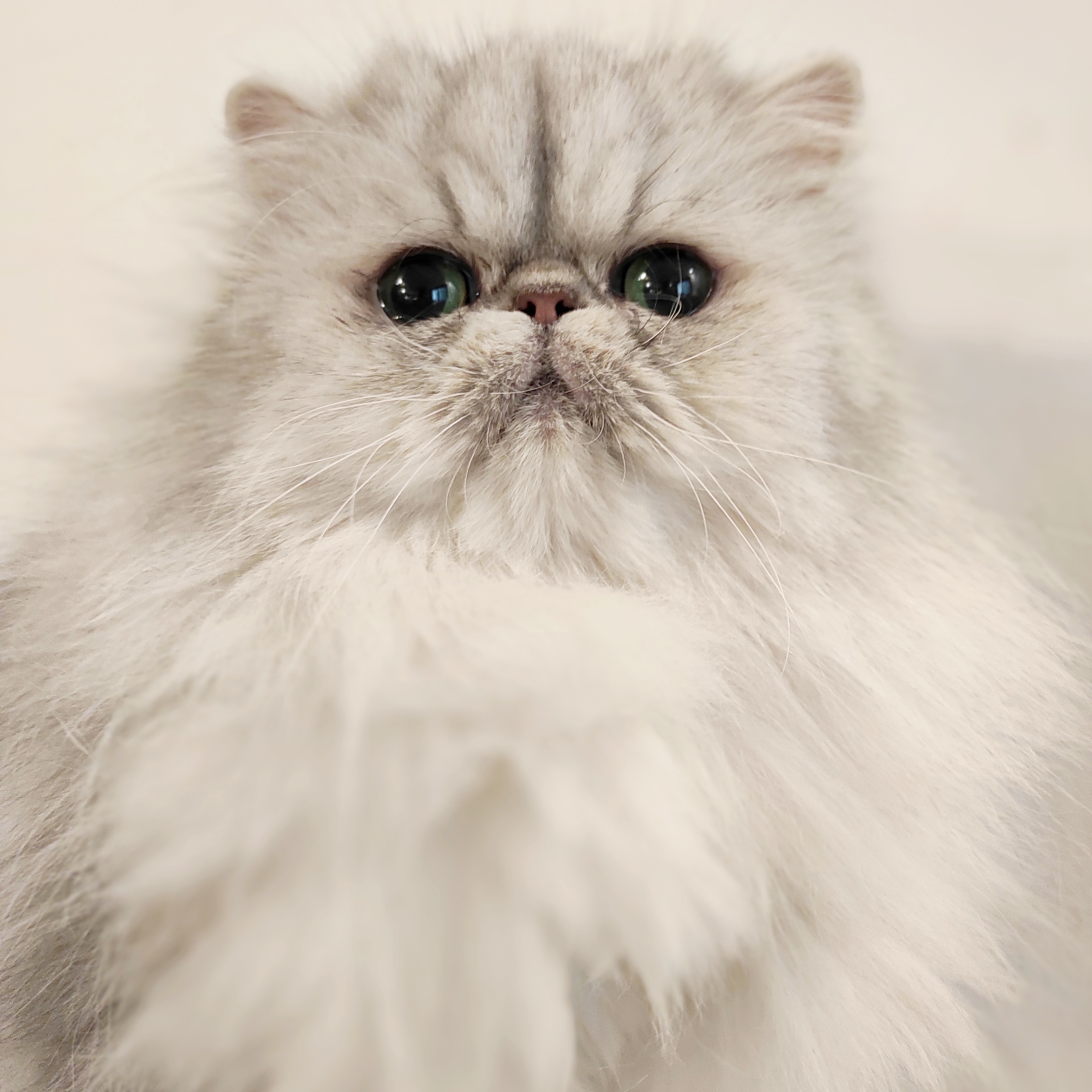 Chinchihouse Asimina