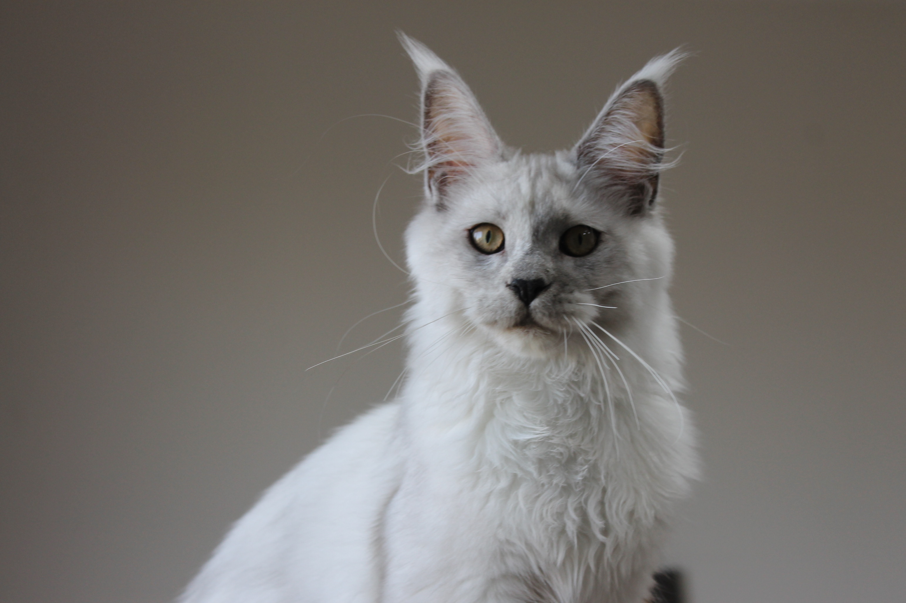 WildFlowers Lady Oscar