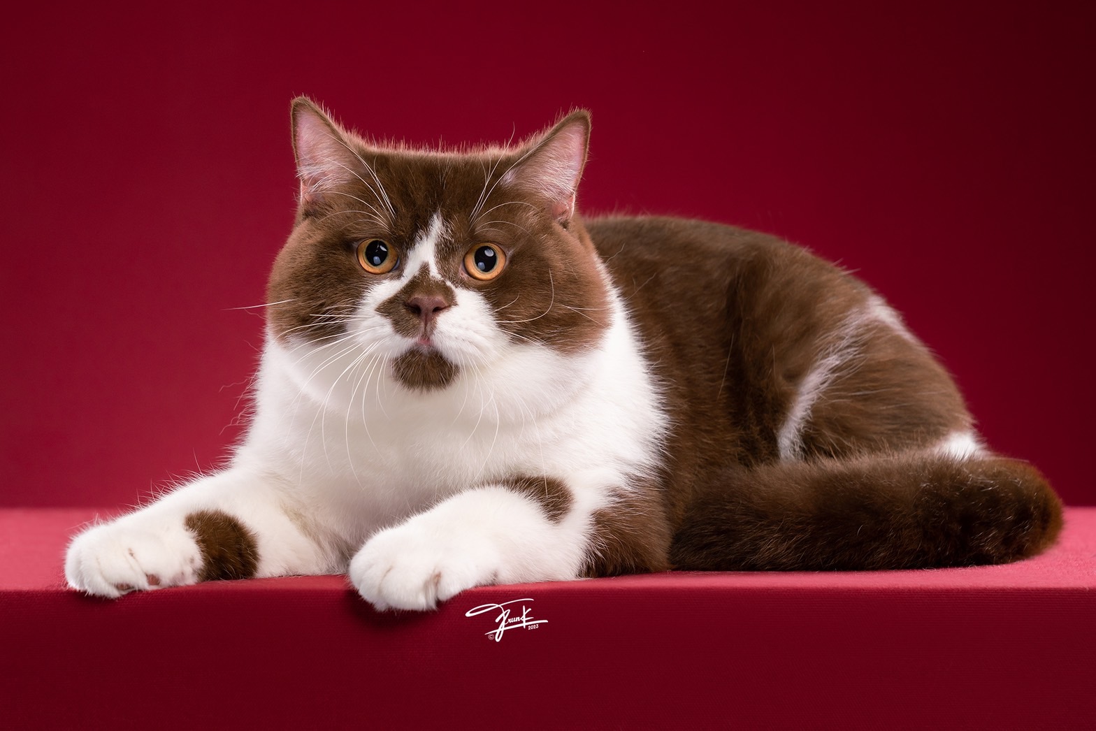 JCH. Proud Peony Ethen