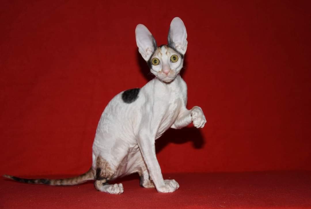 CH. Willamina of Genteel House