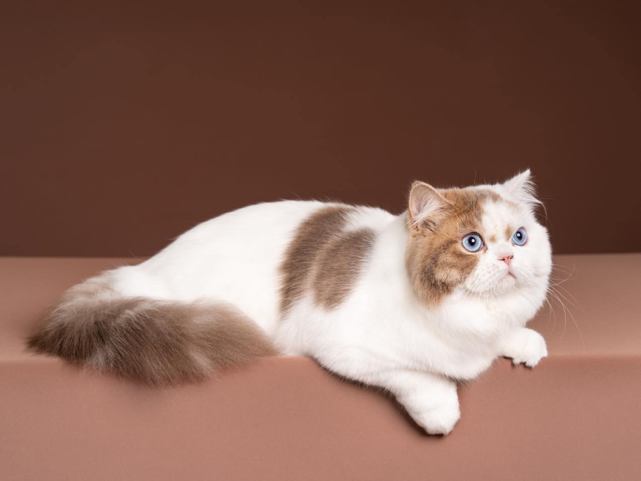 JCH. Kamu Pine Cottage