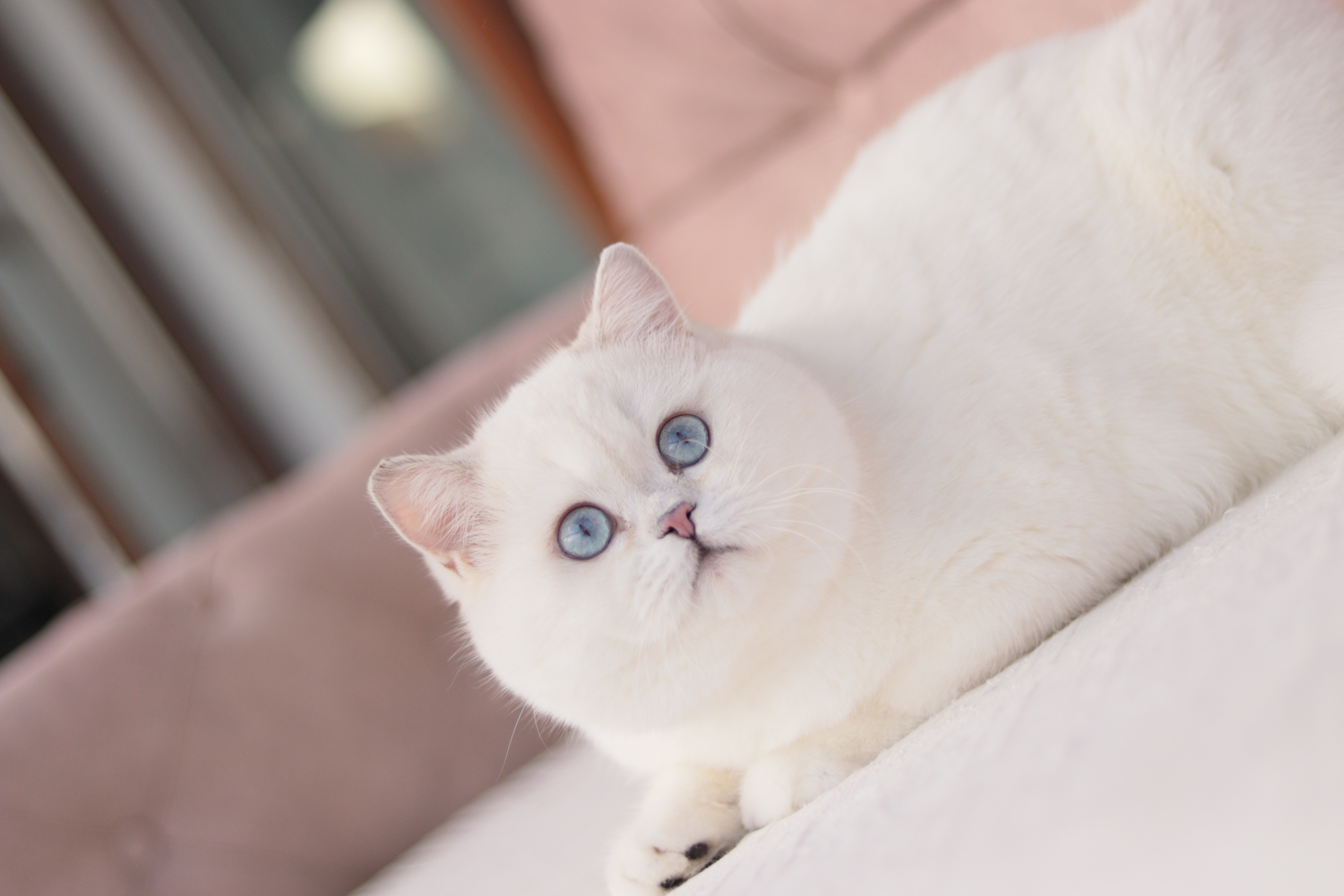 JCH. Savurose Miastas