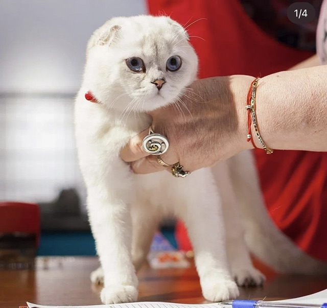 ICH. Deo Bastet President dream