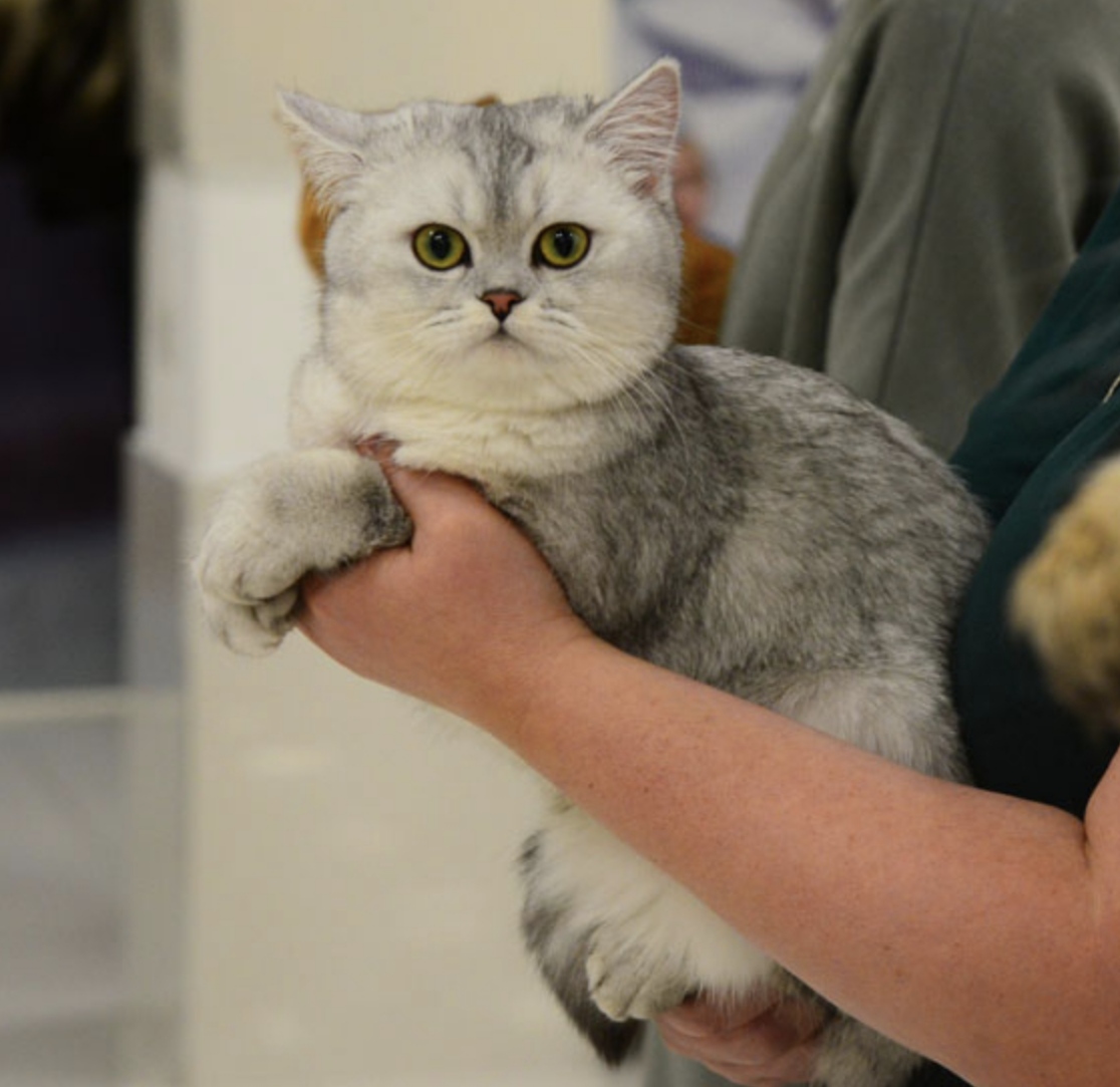 WCH. SCOTTISH STARS BELLA